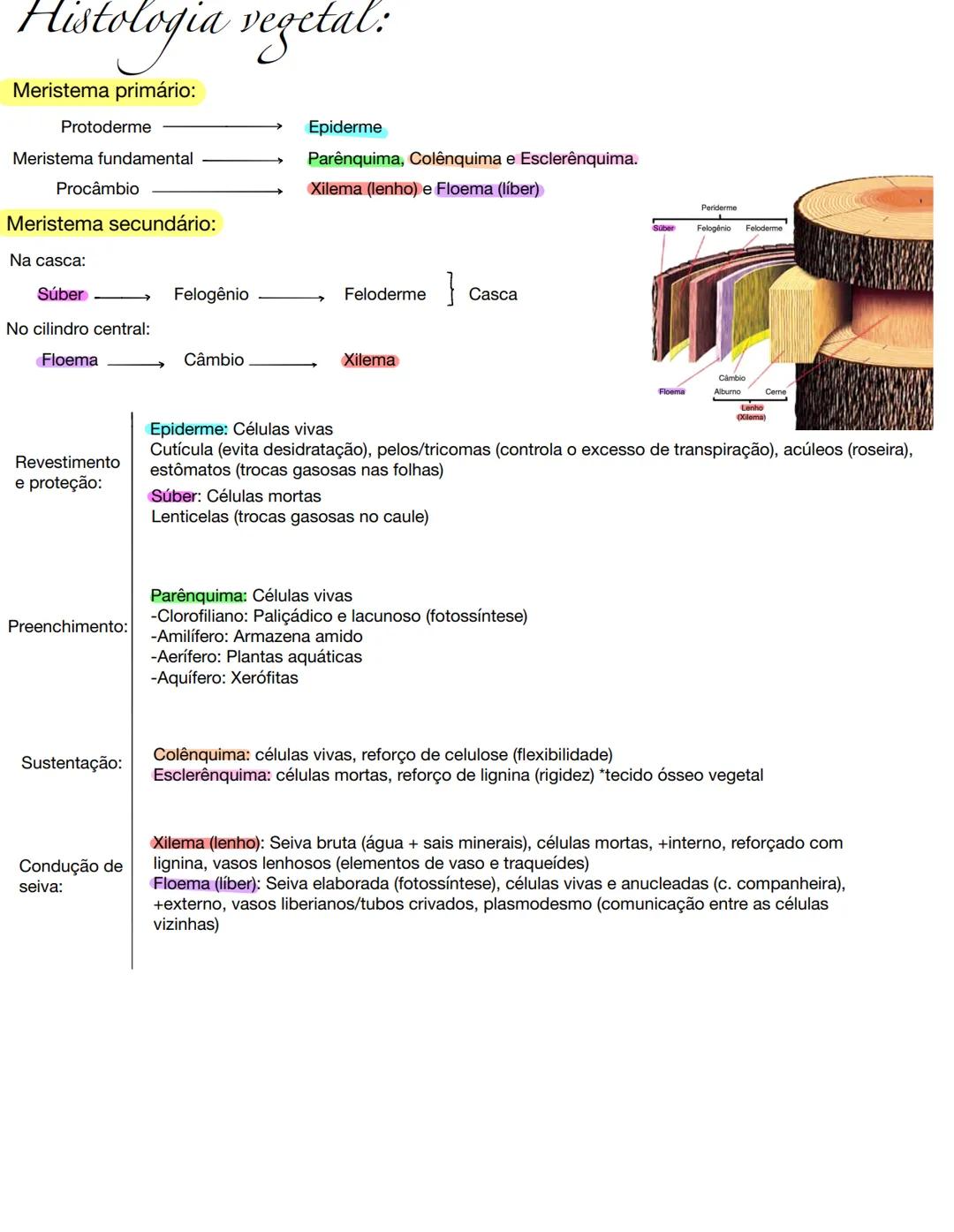 Histologia vegetal
