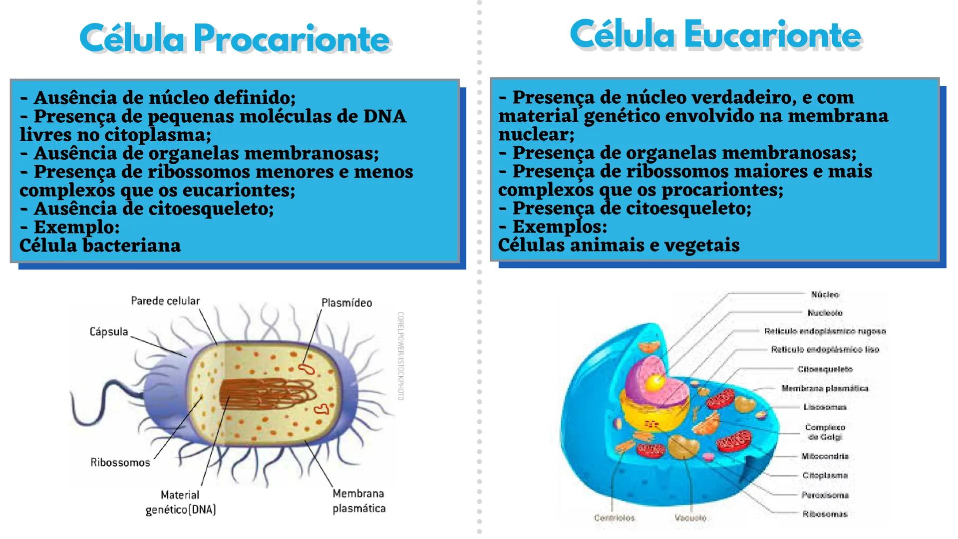 --- OCR Start ---
Célula Procarionte
- Ausência de núcleo definido;
- Presença de pequenas moléculas de DNA
livres no citoplasma;
- Ausência