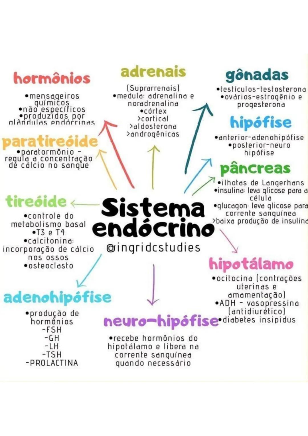 hormônios
•mensageiros
químicos.
⚫não específicos
produzidos por
glândulas endocrinas
paratireóide
⚫paratormônio -
regula a concentração
dé