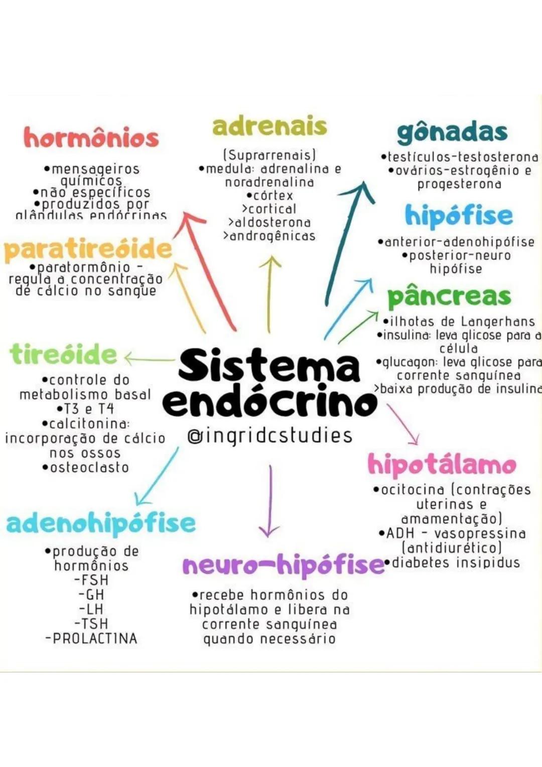 hormônios
⚫mensageiros
químicos.
⚫não específicos
produzidos por
glândulas endocrines
paratireóide
⚫paratormônio -
regula a concentração
dé