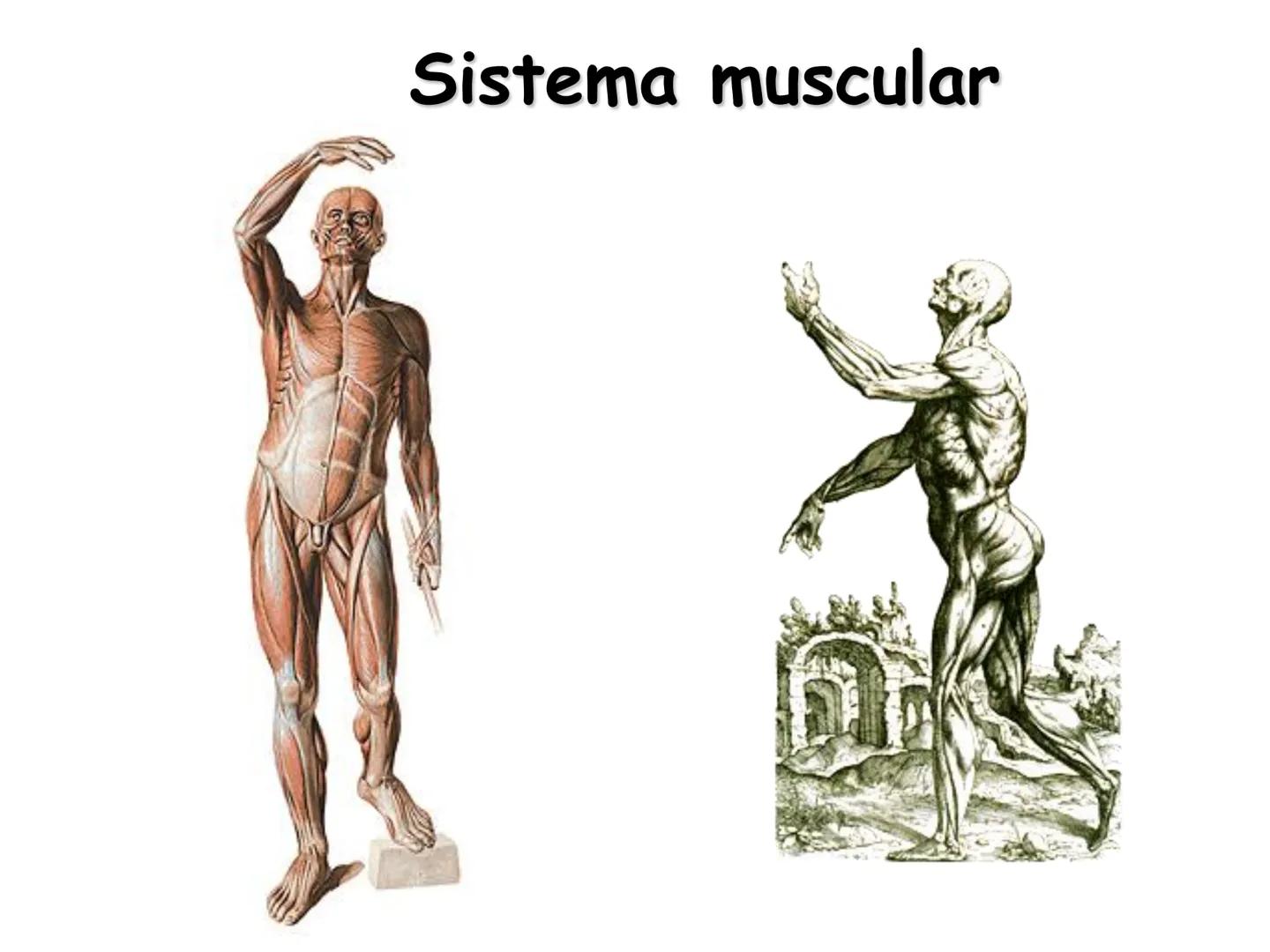 --- OCR Start ---
Conteúdos a serem estudados neste
ano.
• Sistema Muscular
• Componentes da Aptidão Física Relacionada à Saúde
• Sistema Ca