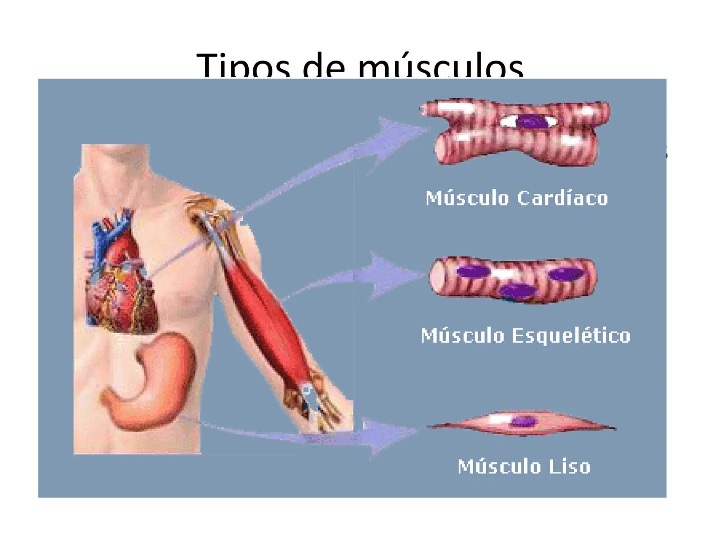 --- OCR Start ---
Conteúdos a serem estudados neste
ano.
• Sistema Muscular
• Componentes da Aptidão Física Relacionada à Saúde
• Sistema Ca