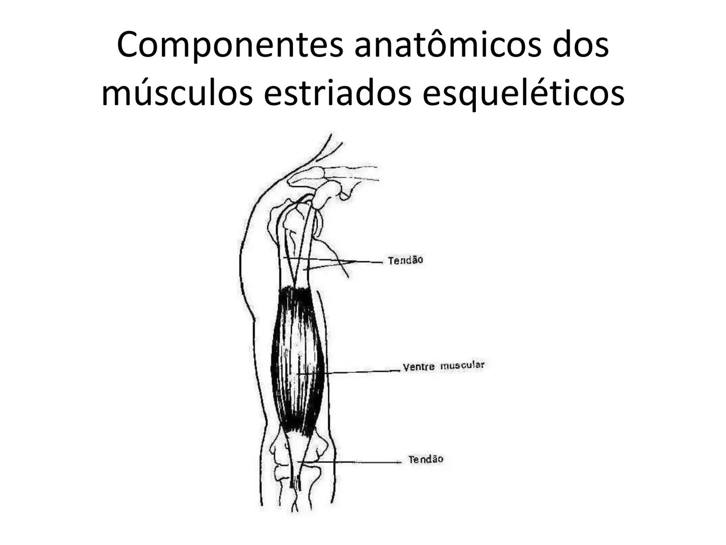 --- OCR Start ---
Conteúdos a serem estudados neste
ano.
• Sistema Muscular
• Componentes da Aptidão Física Relacionada à Saúde
• Sistema Ca