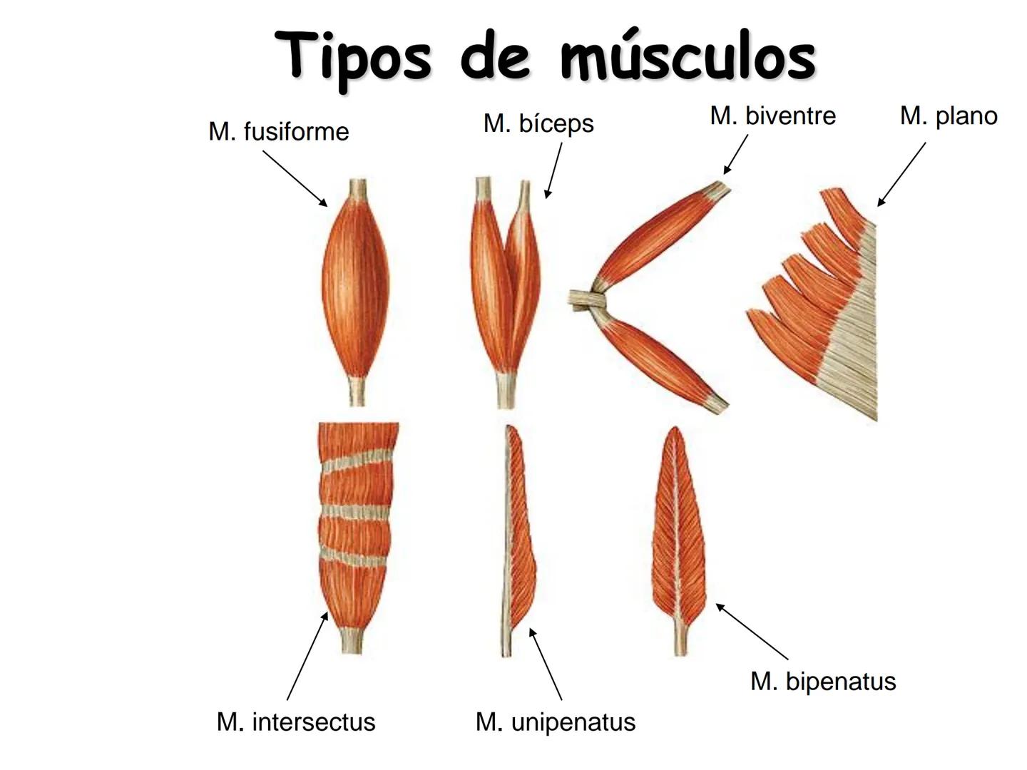 --- OCR Start ---
Conteúdos a serem estudados neste
ano.
• Sistema Muscular
• Componentes da Aptidão Física Relacionada à Saúde
• Sistema Ca