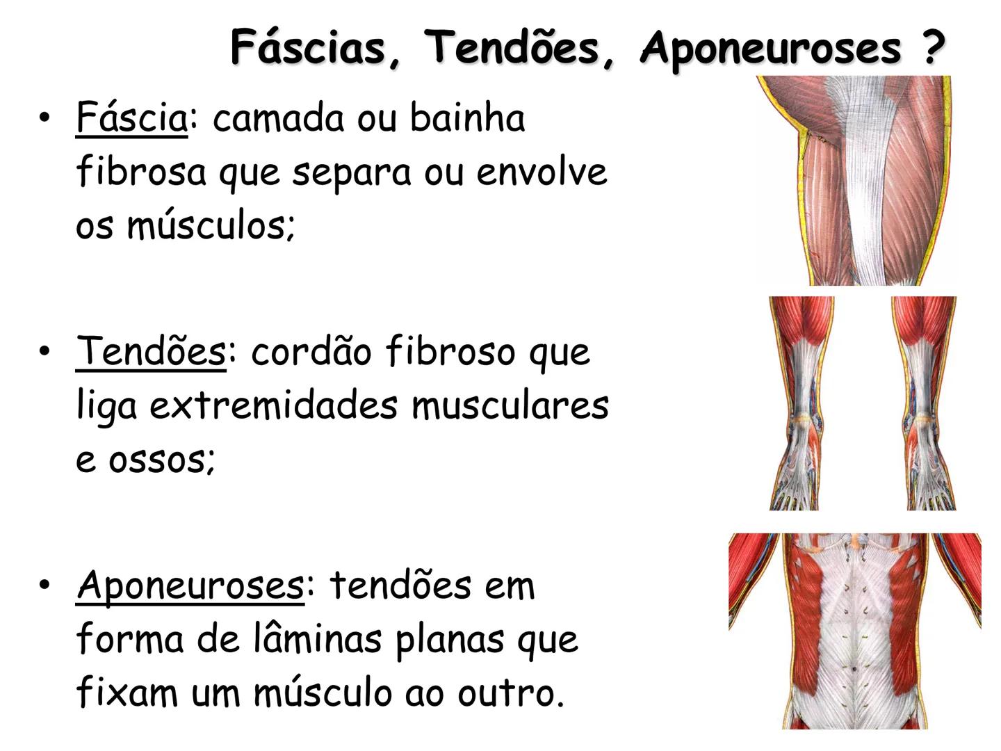 --- OCR Start ---
Conteúdos a serem estudados neste
ano.
• Sistema Muscular
• Componentes da Aptidão Física Relacionada à Saúde
• Sistema Ca