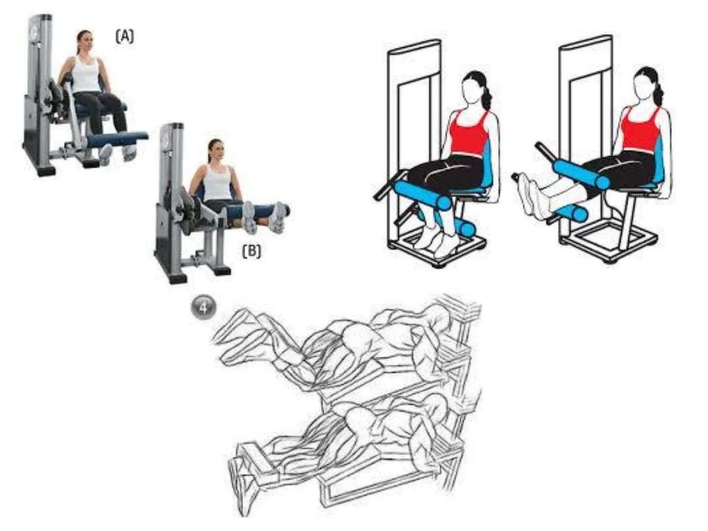 --- OCR Start ---
Conteúdos a serem estudados neste
ano.
• Sistema Muscular
• Componentes da Aptidão Física Relacionada à Saúde
• Sistema Ca
