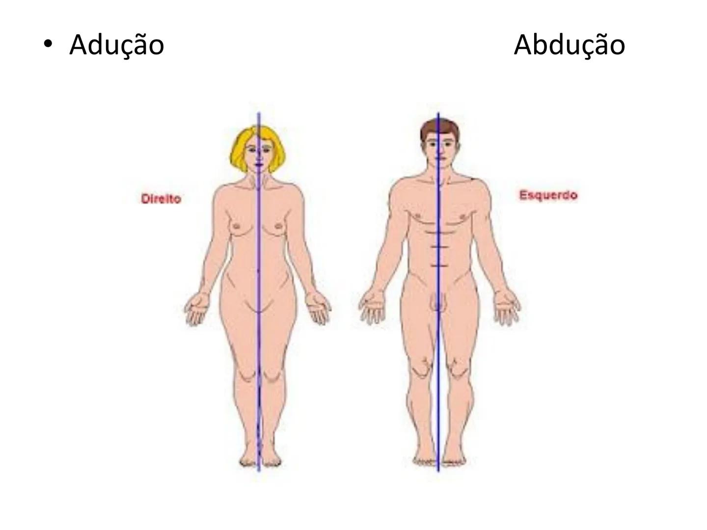 --- OCR Start ---
Conteúdos a serem estudados neste
ano.
• Sistema Muscular
• Componentes da Aptidão Física Relacionada à Saúde
• Sistema Ca