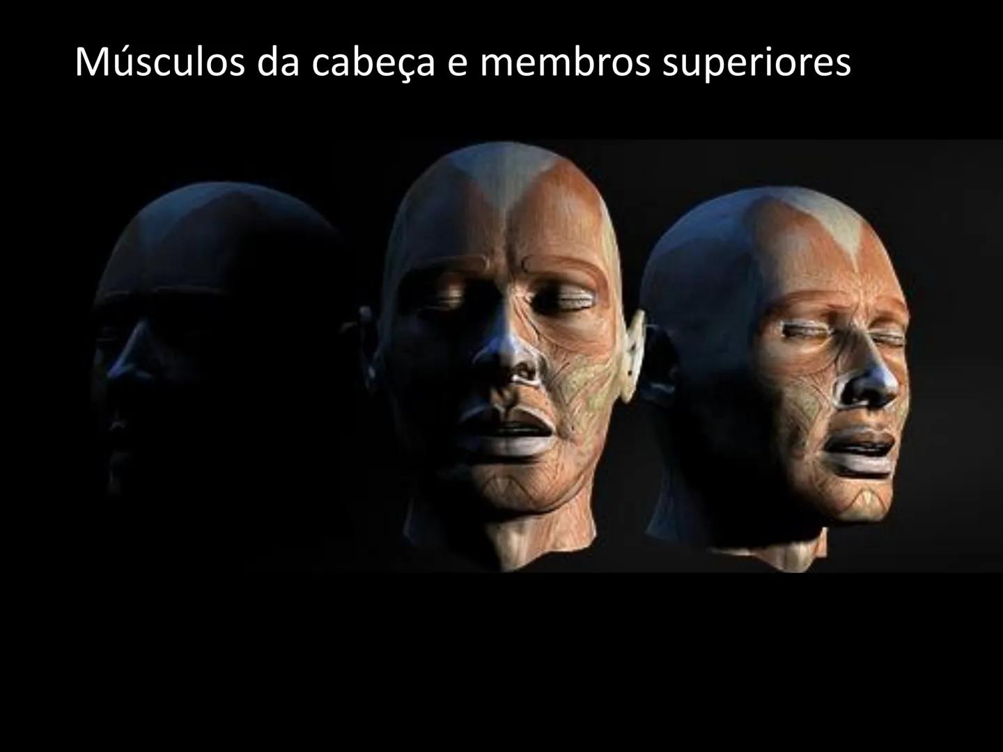 --- OCR Start ---
Conteúdos a serem estudados neste
ano.
• Sistema Muscular
• Componentes da Aptidão Física Relacionada à Saúde
• Sistema Ca