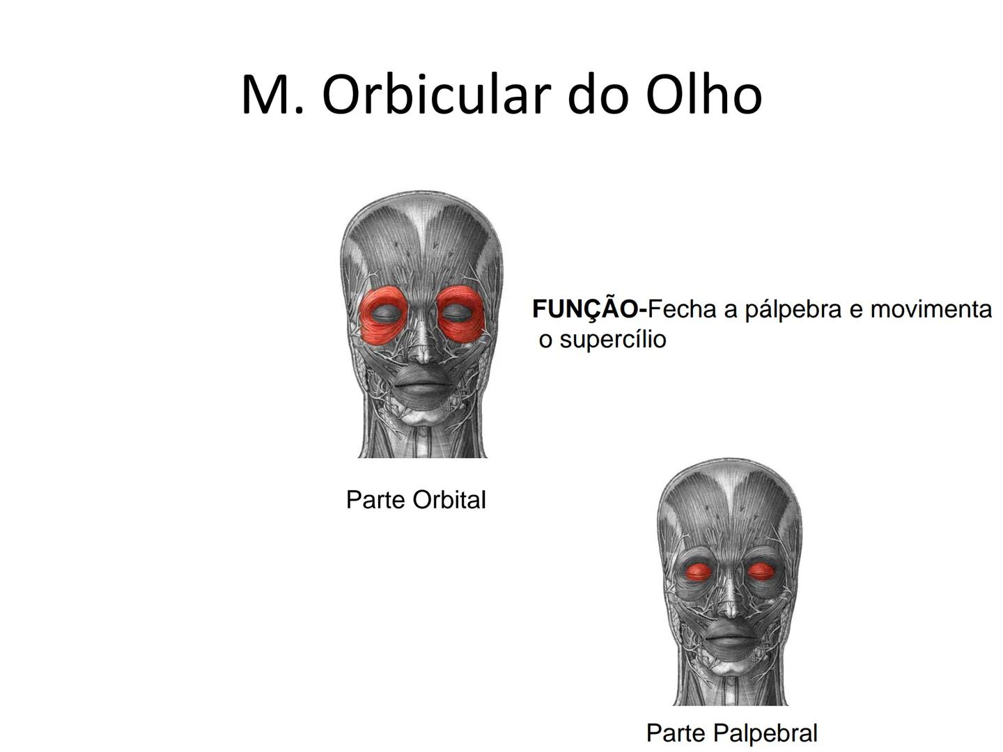 --- OCR Start ---
Conteúdos a serem estudados neste
ano.
• Sistema Muscular
• Componentes da Aptidão Física Relacionada à Saúde
• Sistema Ca