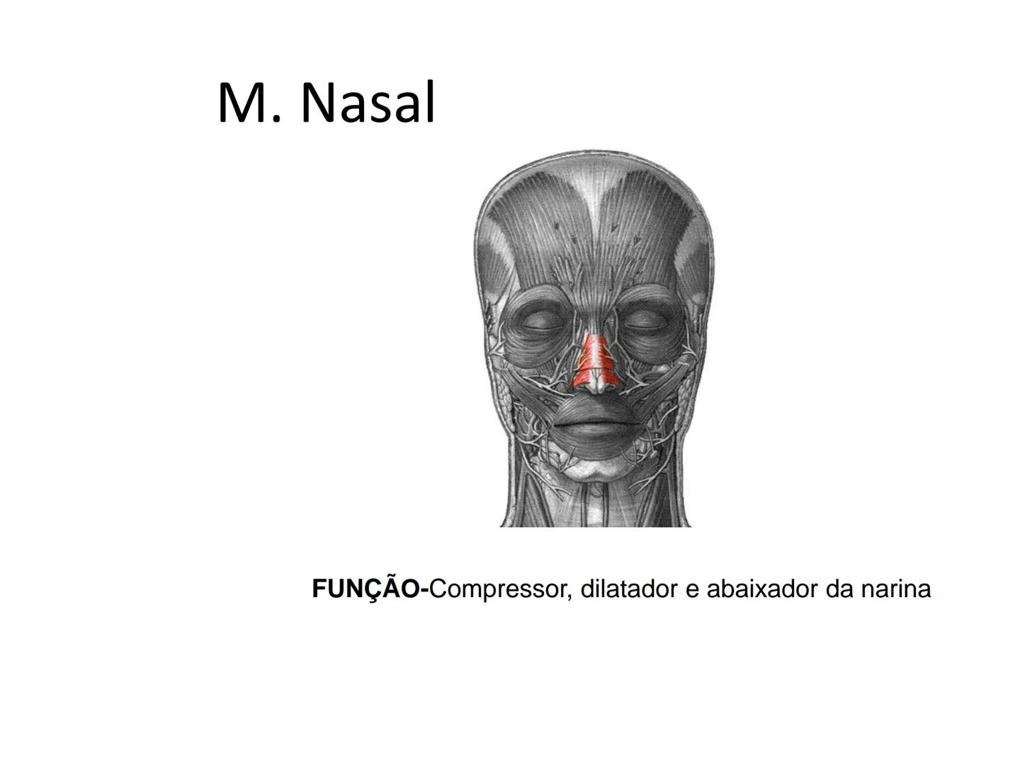 --- OCR Start ---
Conteúdos a serem estudados neste
ano.
• Sistema Muscular
• Componentes da Aptidão Física Relacionada à Saúde
• Sistema Ca