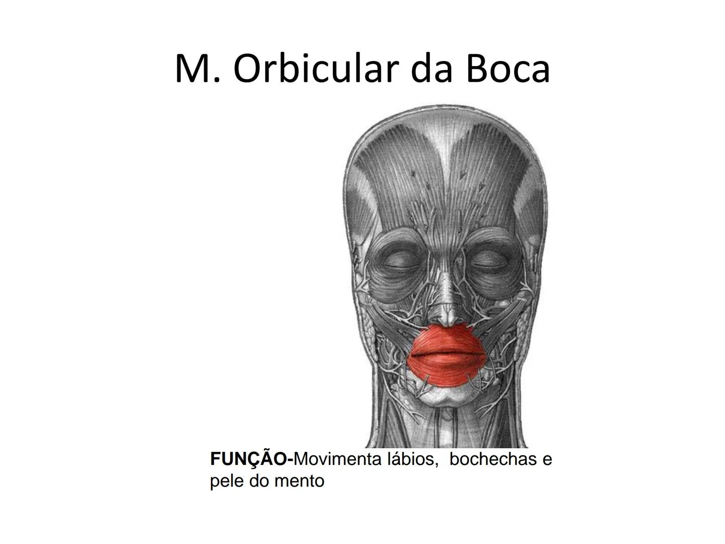--- OCR Start ---
Conteúdos a serem estudados neste
ano.
• Sistema Muscular
• Componentes da Aptidão Física Relacionada à Saúde
• Sistema Ca