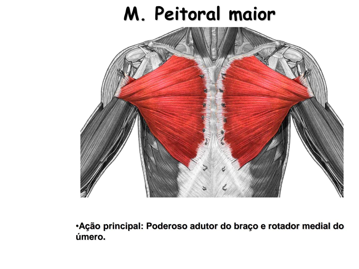 --- OCR Start ---
Conteúdos a serem estudados neste
ano.
• Sistema Muscular
• Componentes da Aptidão Física Relacionada à Saúde
• Sistema Ca