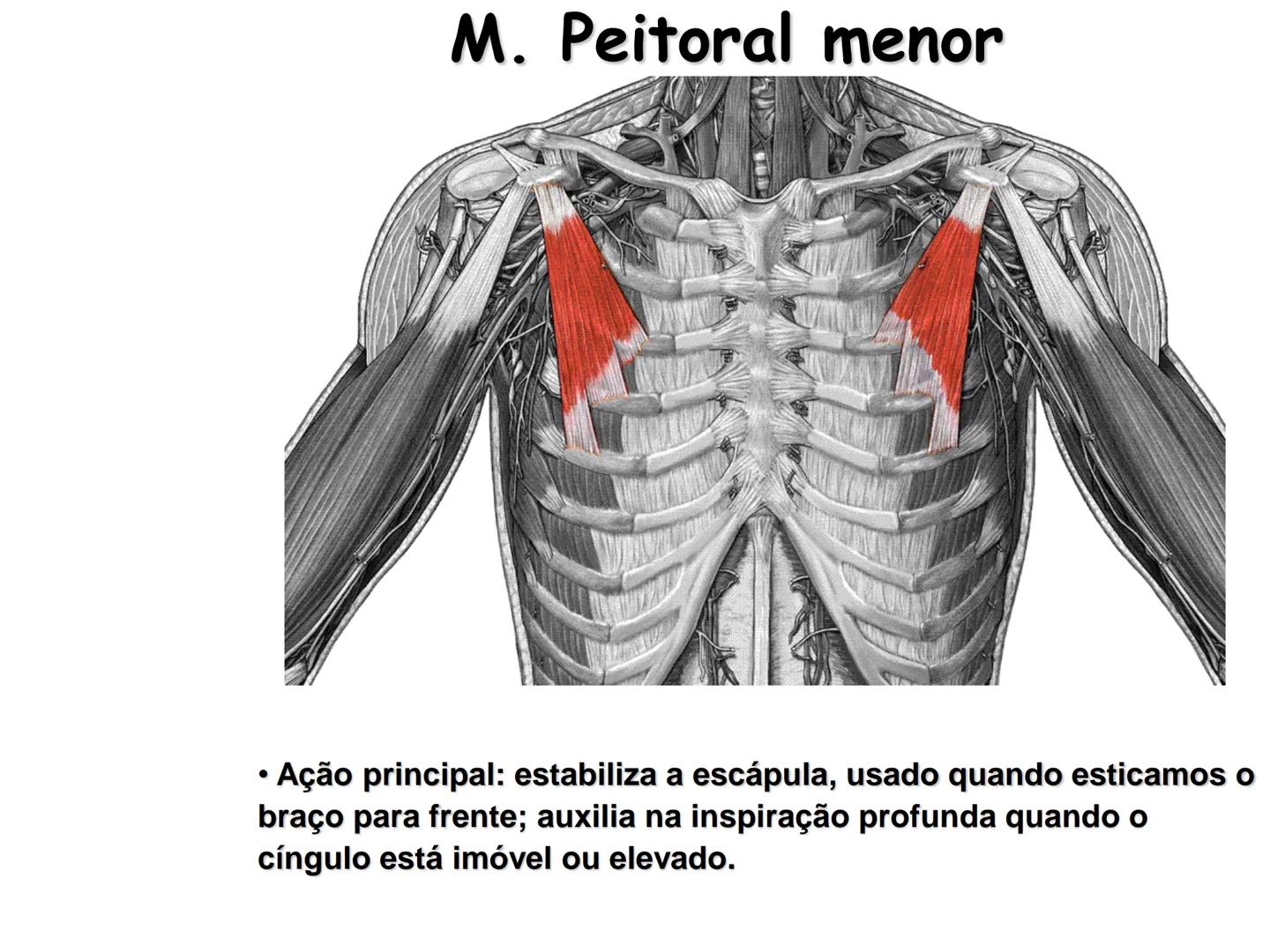 --- OCR Start ---
Conteúdos a serem estudados neste
ano.
• Sistema Muscular
• Componentes da Aptidão Física Relacionada à Saúde
• Sistema Ca