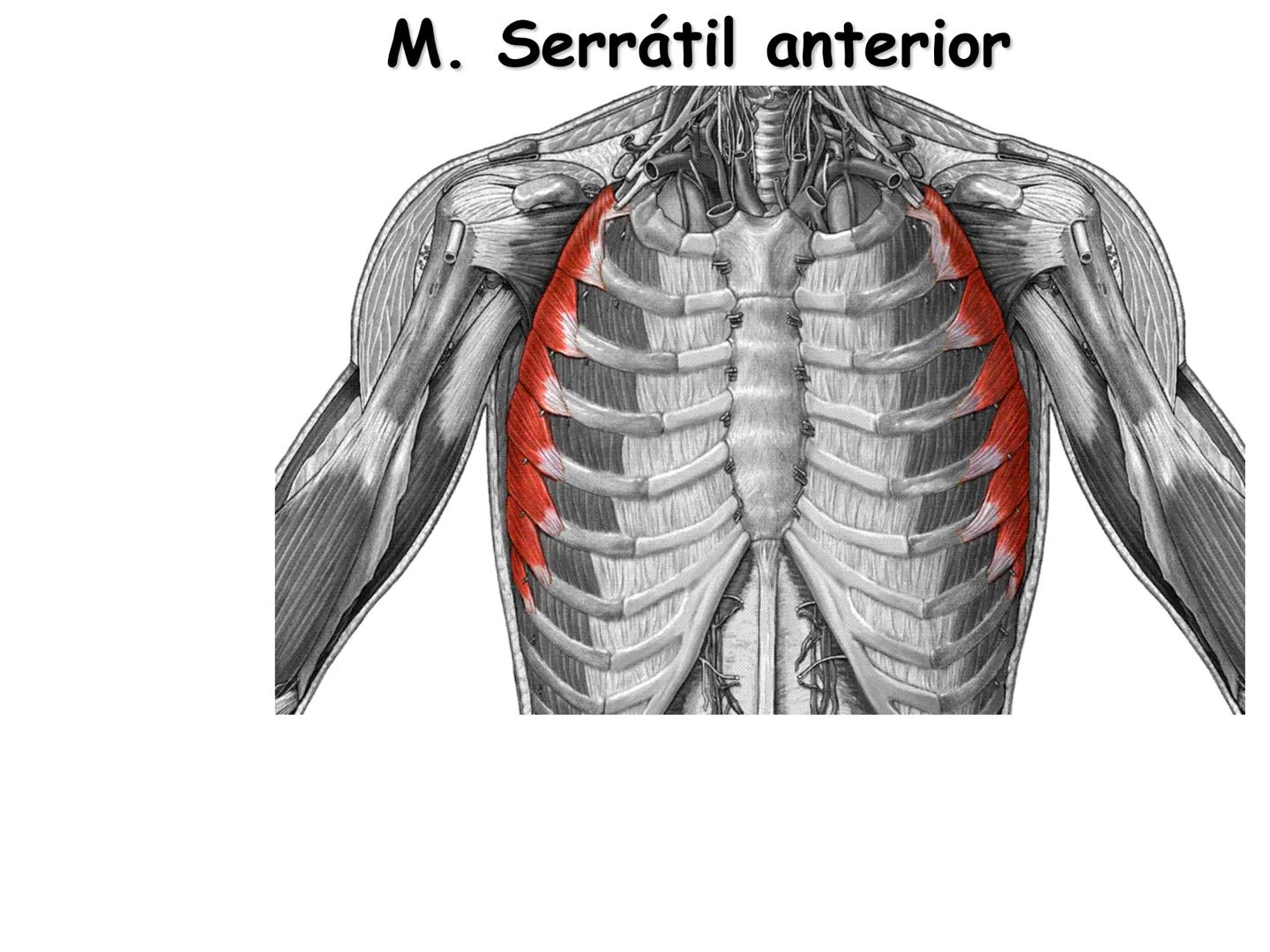 --- OCR Start ---
Conteúdos a serem estudados neste
ano.
• Sistema Muscular
• Componentes da Aptidão Física Relacionada à Saúde
• Sistema Ca