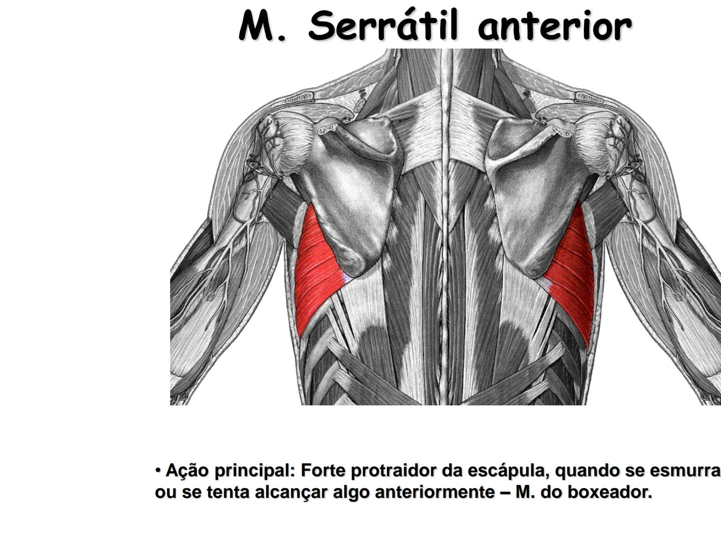 --- OCR Start ---
Conteúdos a serem estudados neste
ano.
• Sistema Muscular
• Componentes da Aptidão Física Relacionada à Saúde
• Sistema Ca