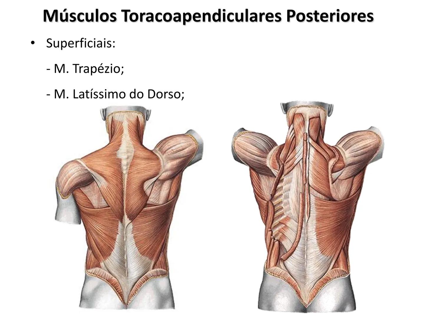 --- OCR Start ---
Conteúdos a serem estudados neste
ano.
• Sistema Muscular
• Componentes da Aptidão Física Relacionada à Saúde
• Sistema Ca