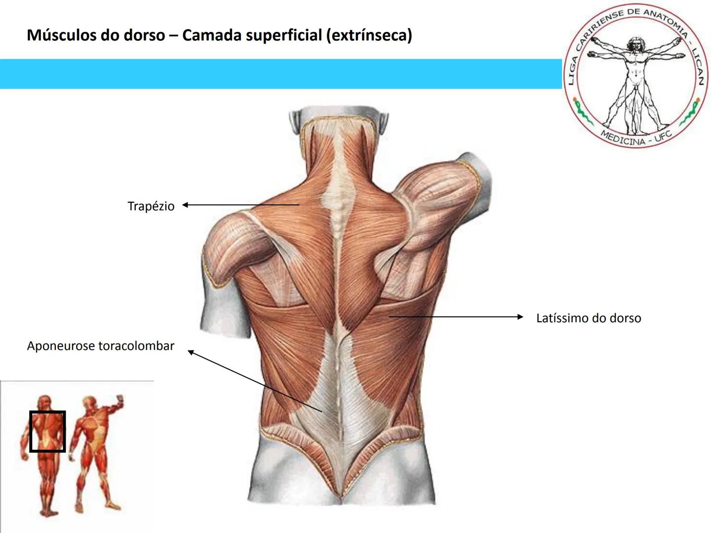 --- OCR Start ---
Conteúdos a serem estudados neste
ano.
• Sistema Muscular
• Componentes da Aptidão Física Relacionada à Saúde
• Sistema Ca