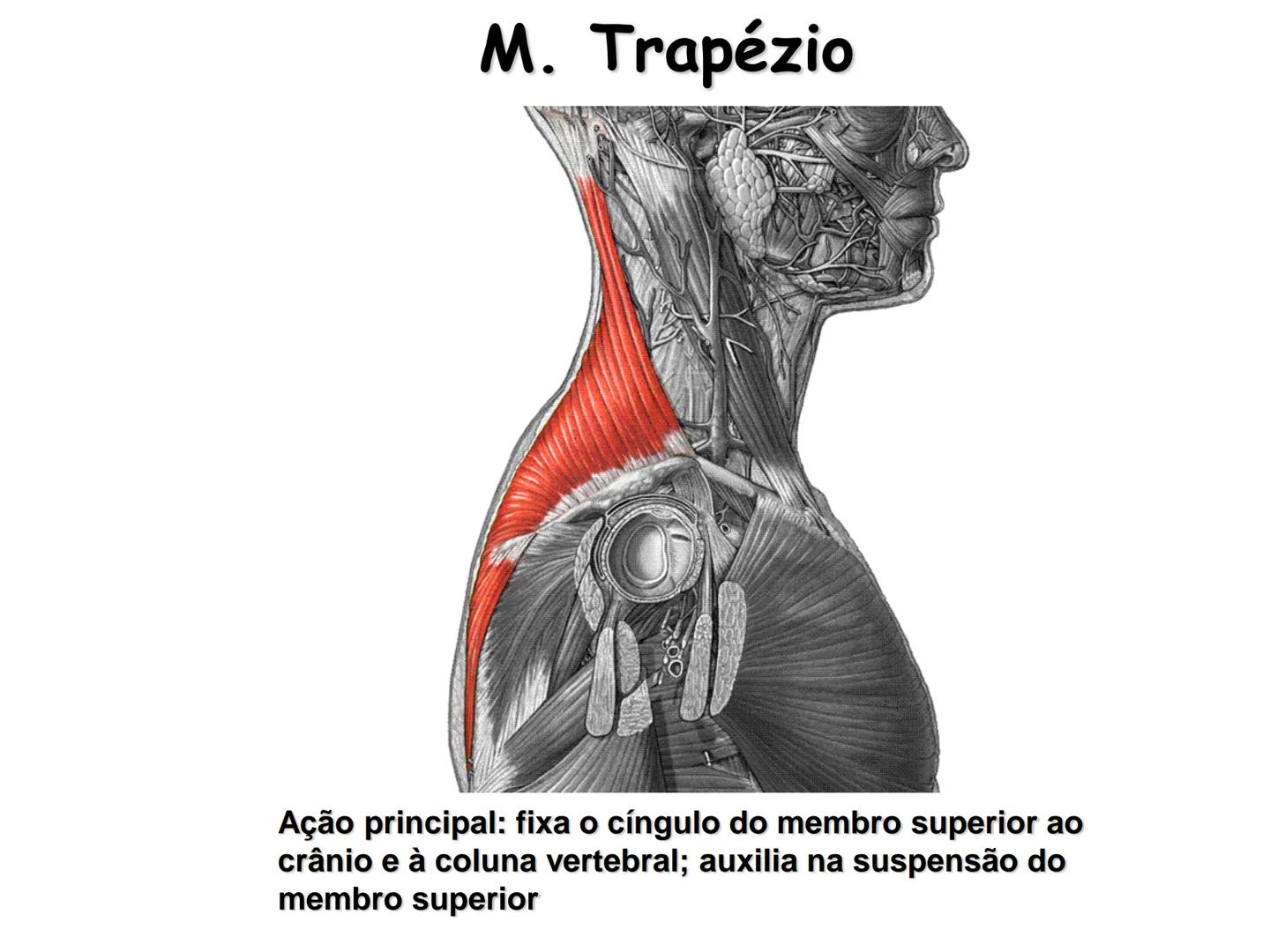 --- OCR Start ---
Conteúdos a serem estudados neste
ano.
• Sistema Muscular
• Componentes da Aptidão Física Relacionada à Saúde
• Sistema Ca