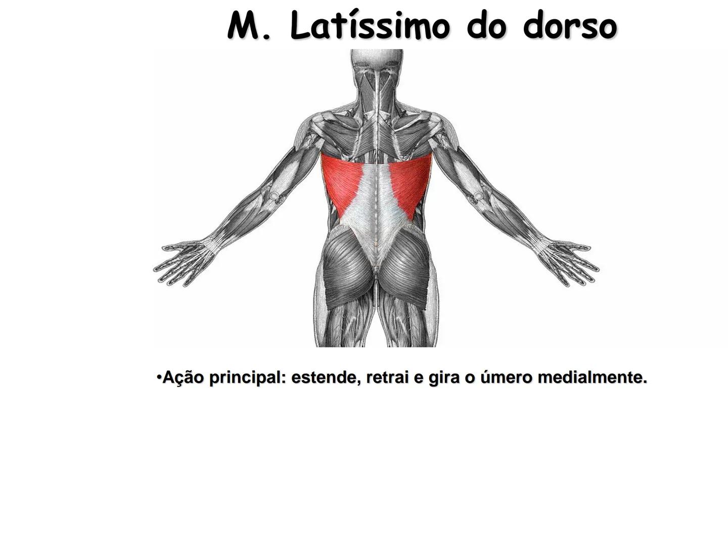 --- OCR Start ---
Conteúdos a serem estudados neste
ano.
• Sistema Muscular
• Componentes da Aptidão Física Relacionada à Saúde
• Sistema Ca
