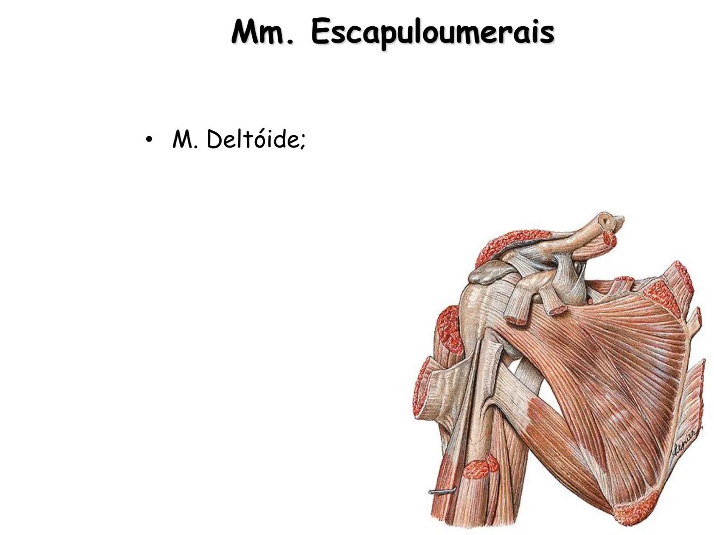 --- OCR Start ---
Conteúdos a serem estudados neste
ano.
• Sistema Muscular
• Componentes da Aptidão Física Relacionada à Saúde
• Sistema Ca