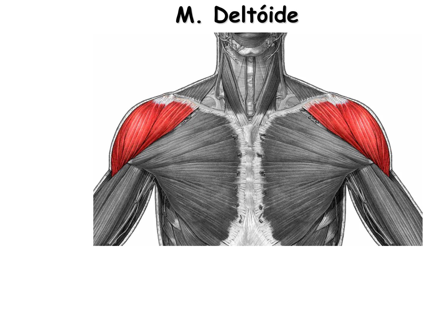 --- OCR Start ---
Conteúdos a serem estudados neste
ano.
• Sistema Muscular
• Componentes da Aptidão Física Relacionada à Saúde
• Sistema Ca