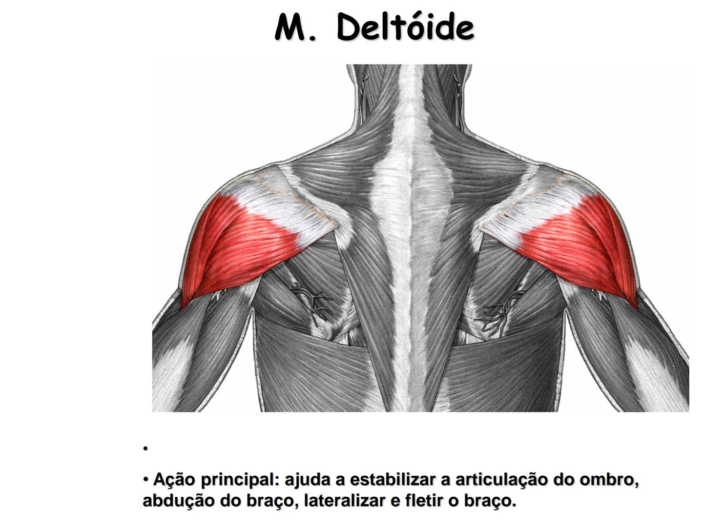 --- OCR Start ---
Conteúdos a serem estudados neste
ano.
• Sistema Muscular
• Componentes da Aptidão Física Relacionada à Saúde
• Sistema Ca