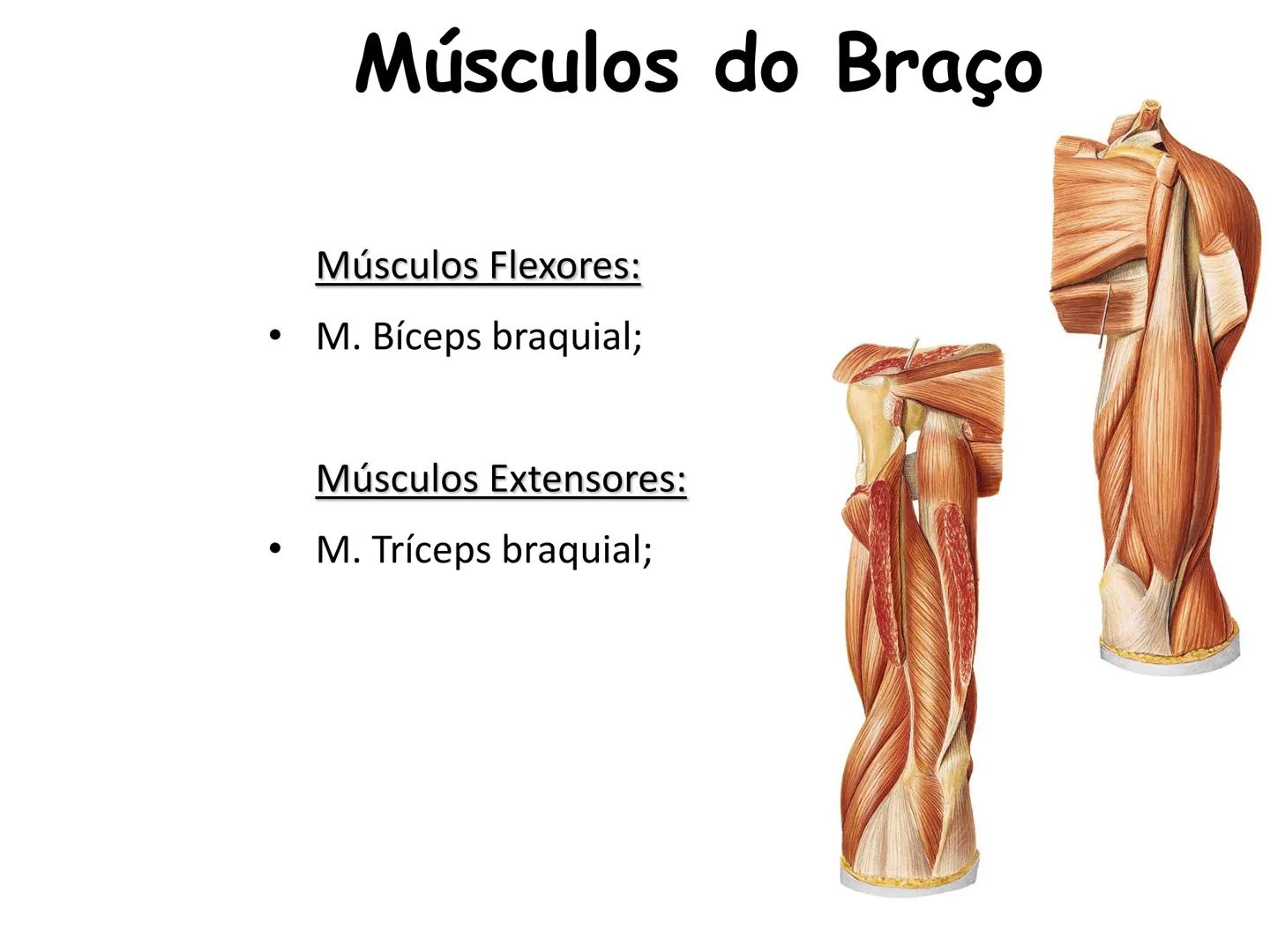 --- OCR Start ---
Conteúdos a serem estudados neste
ano.
• Sistema Muscular
• Componentes da Aptidão Física Relacionada à Saúde
• Sistema Ca