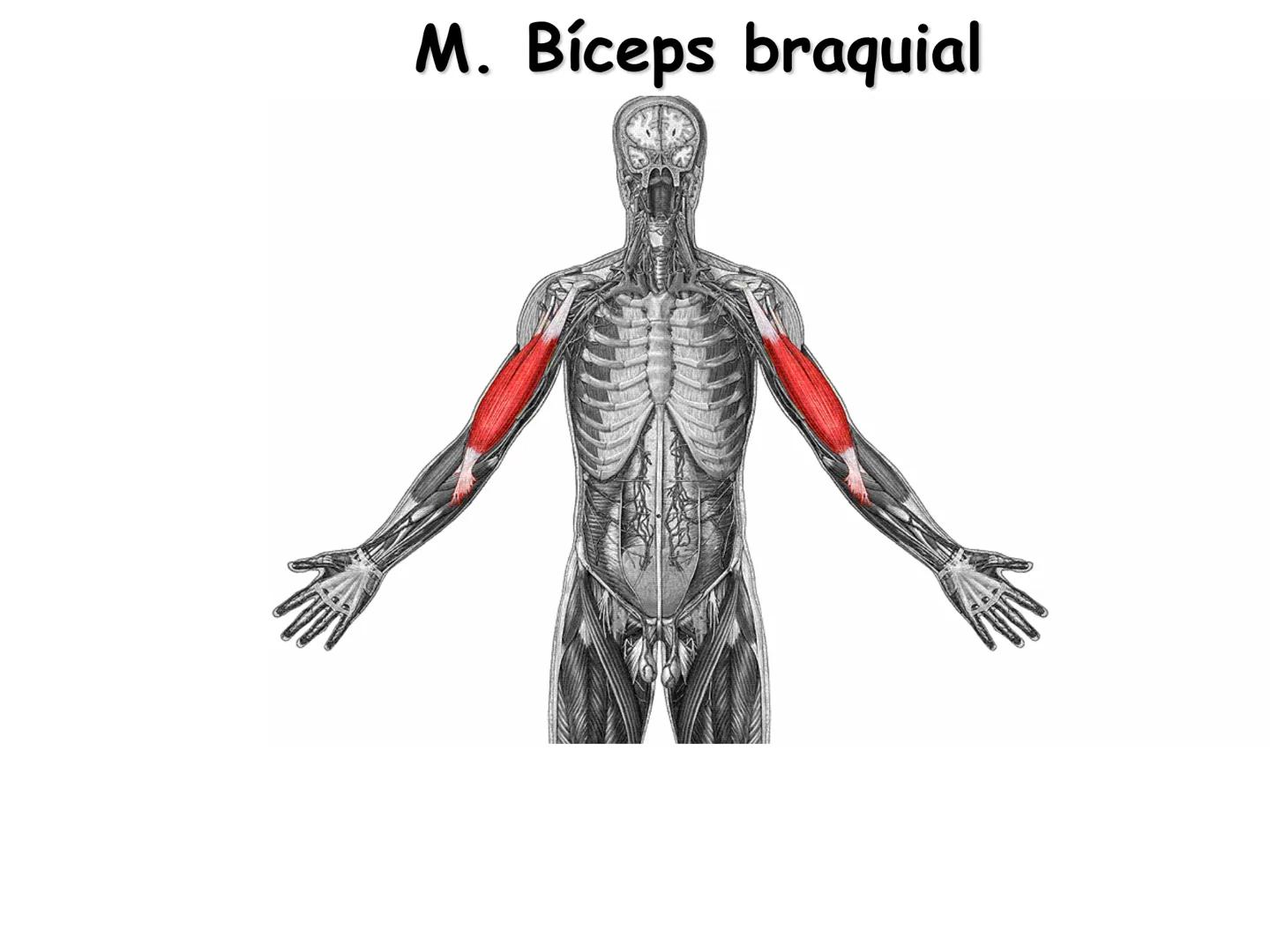 --- OCR Start ---
Conteúdos a serem estudados neste
ano.
• Sistema Muscular
• Componentes da Aptidão Física Relacionada à Saúde
• Sistema Ca