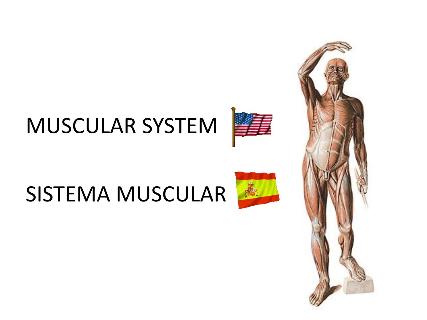 --- OCR Start ---
Conteúdos a serem estudados neste
ano.
• Sistema Muscular
• Componentes da Aptidão Física Relacionada à Saúde
• Sistema Ca