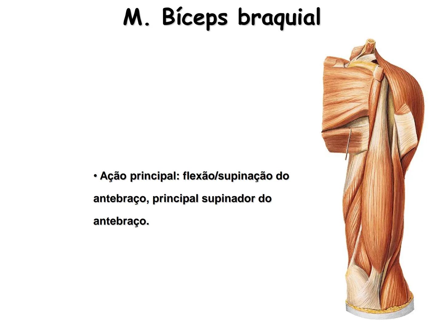 --- OCR Start ---
Conteúdos a serem estudados neste
ano.
• Sistema Muscular
• Componentes da Aptidão Física Relacionada à Saúde
• Sistema Ca