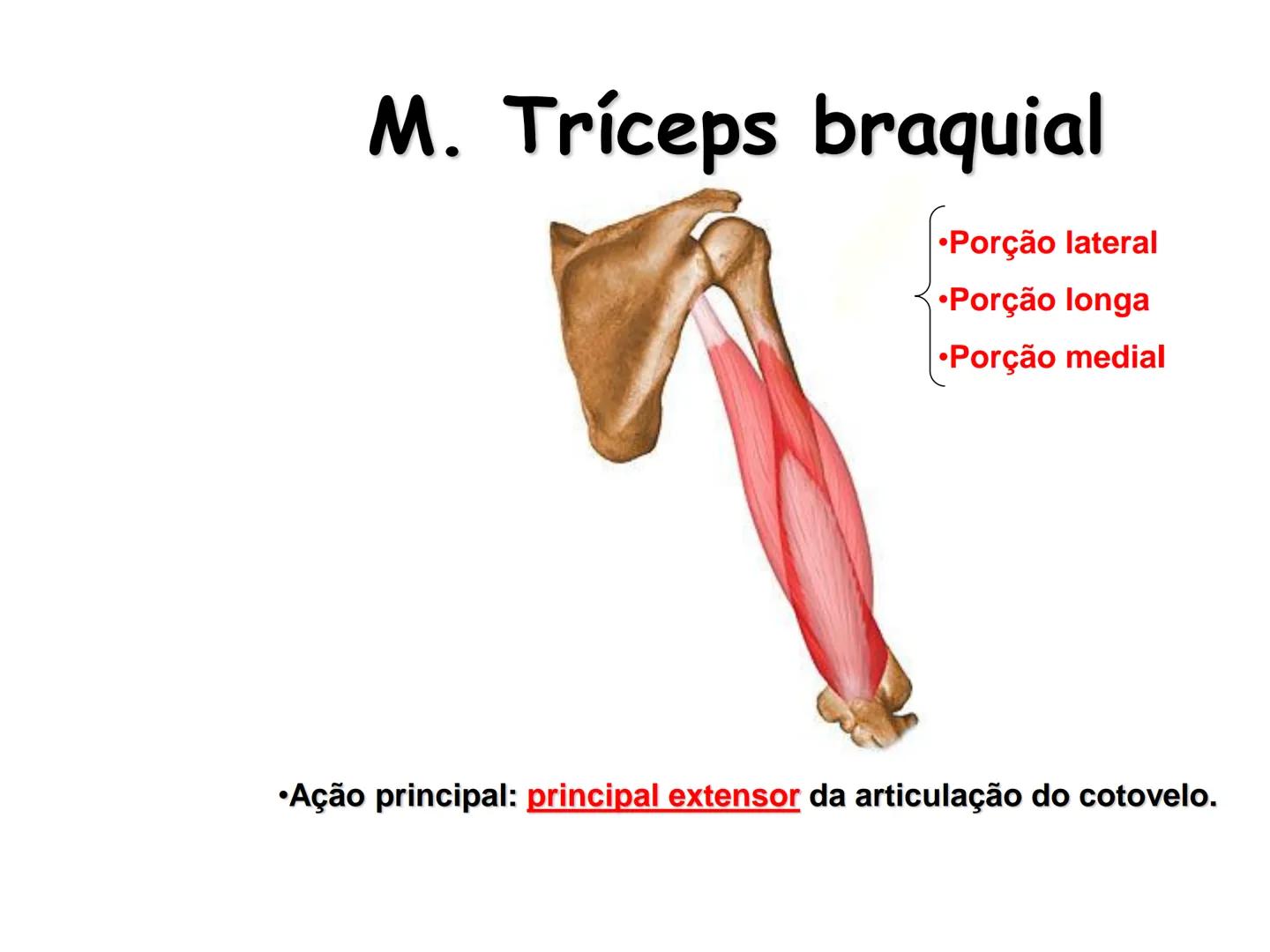 --- OCR Start ---
Conteúdos a serem estudados neste
ano.
• Sistema Muscular
• Componentes da Aptidão Física Relacionada à Saúde
• Sistema Ca