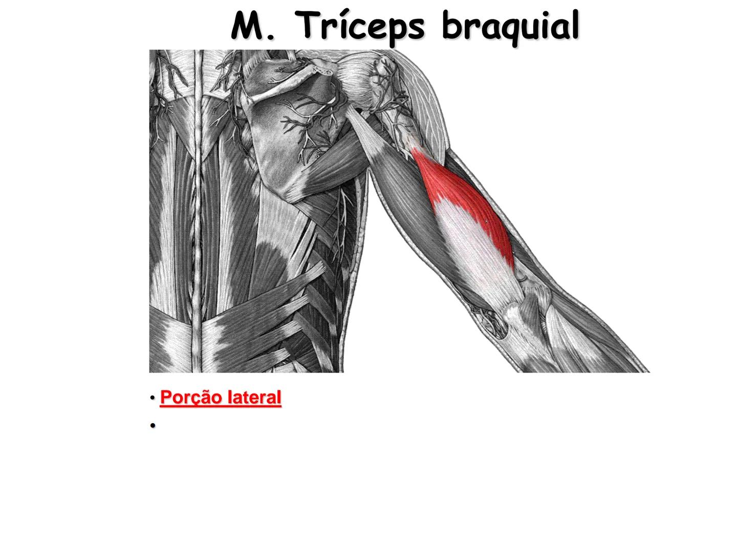 --- OCR Start ---
Conteúdos a serem estudados neste
ano.
• Sistema Muscular
• Componentes da Aptidão Física Relacionada à Saúde
• Sistema Ca