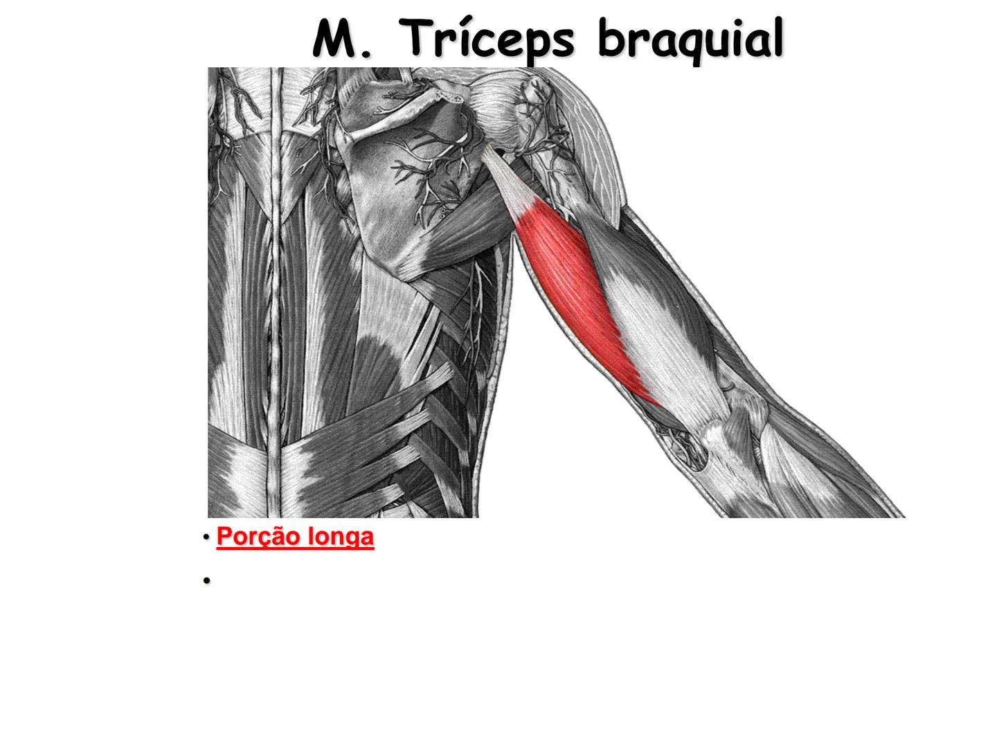 --- OCR Start ---
Conteúdos a serem estudados neste
ano.
• Sistema Muscular
• Componentes da Aptidão Física Relacionada à Saúde
• Sistema Ca
