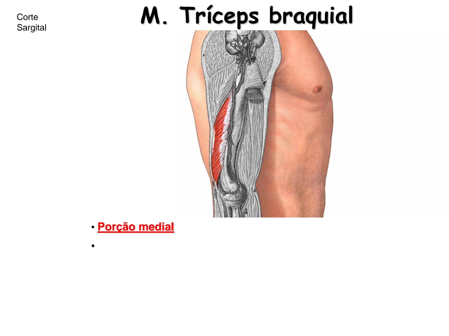 --- OCR Start ---
Conteúdos a serem estudados neste
ano.
• Sistema Muscular
• Componentes da Aptidão Física Relacionada à Saúde
• Sistema Ca
