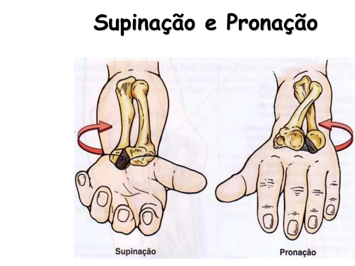 --- OCR Start ---
Conteúdos a serem estudados neste
ano.
• Sistema Muscular
• Componentes da Aptidão Física Relacionada à Saúde
• Sistema Ca