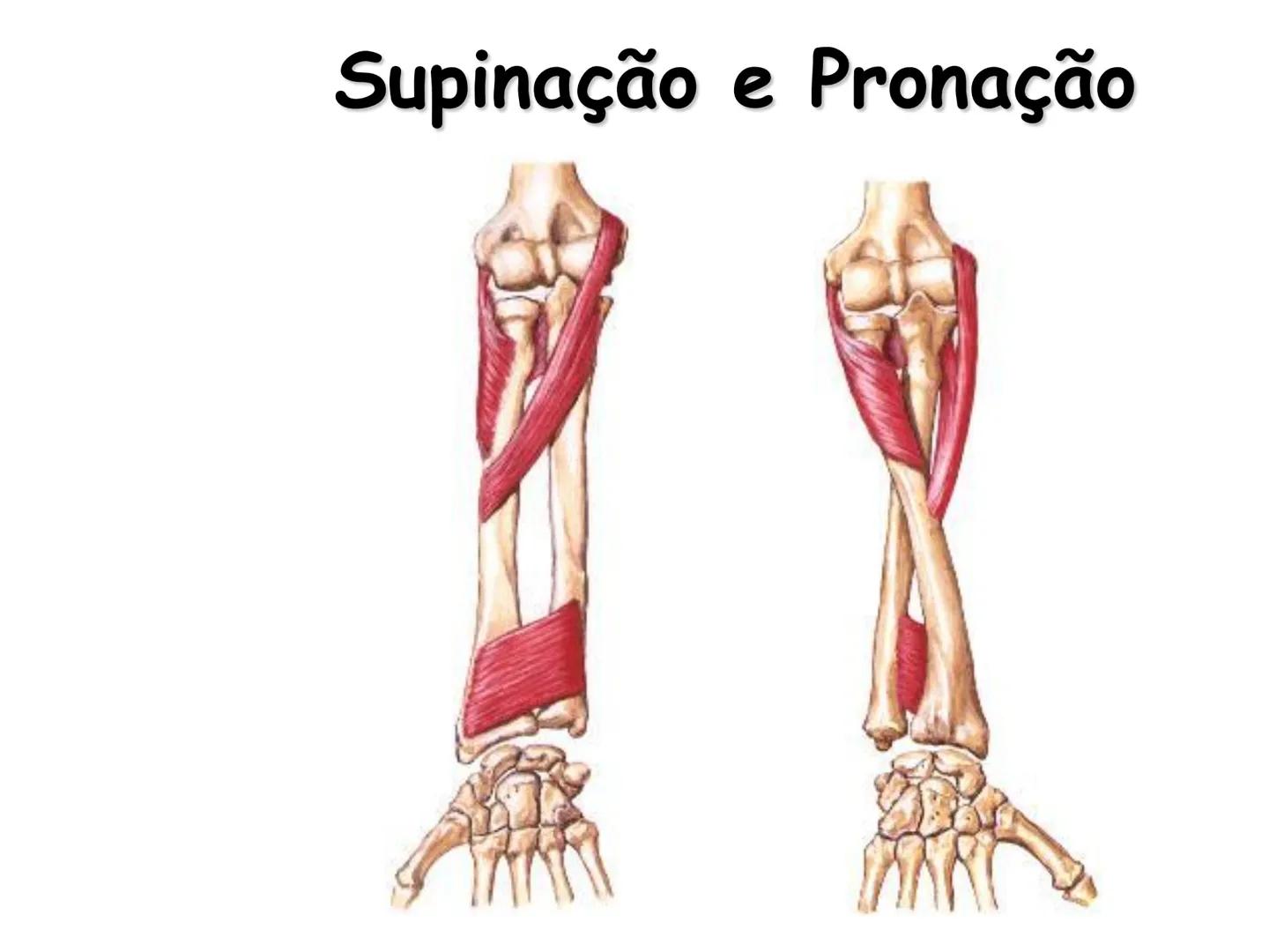 --- OCR Start ---
Conteúdos a serem estudados neste
ano.
• Sistema Muscular
• Componentes da Aptidão Física Relacionada à Saúde
• Sistema Ca