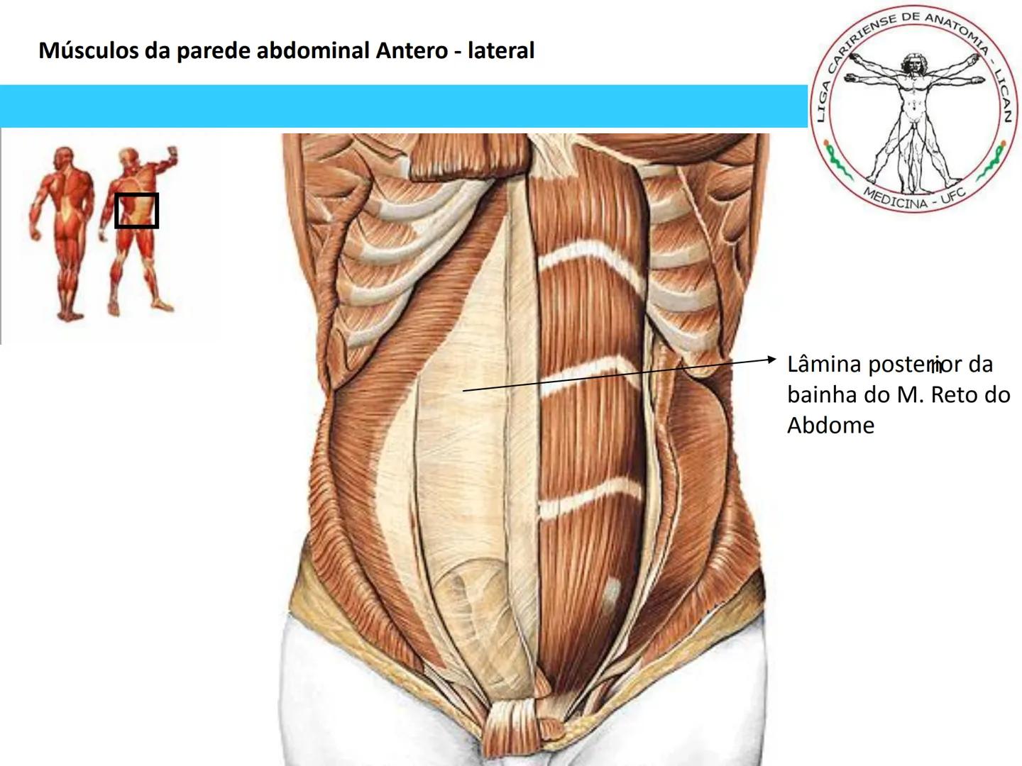 --- OCR Start ---
Conteúdos a serem estudados neste
ano.
• Sistema Muscular
• Componentes da Aptidão Física Relacionada à Saúde
• Sistema Ca