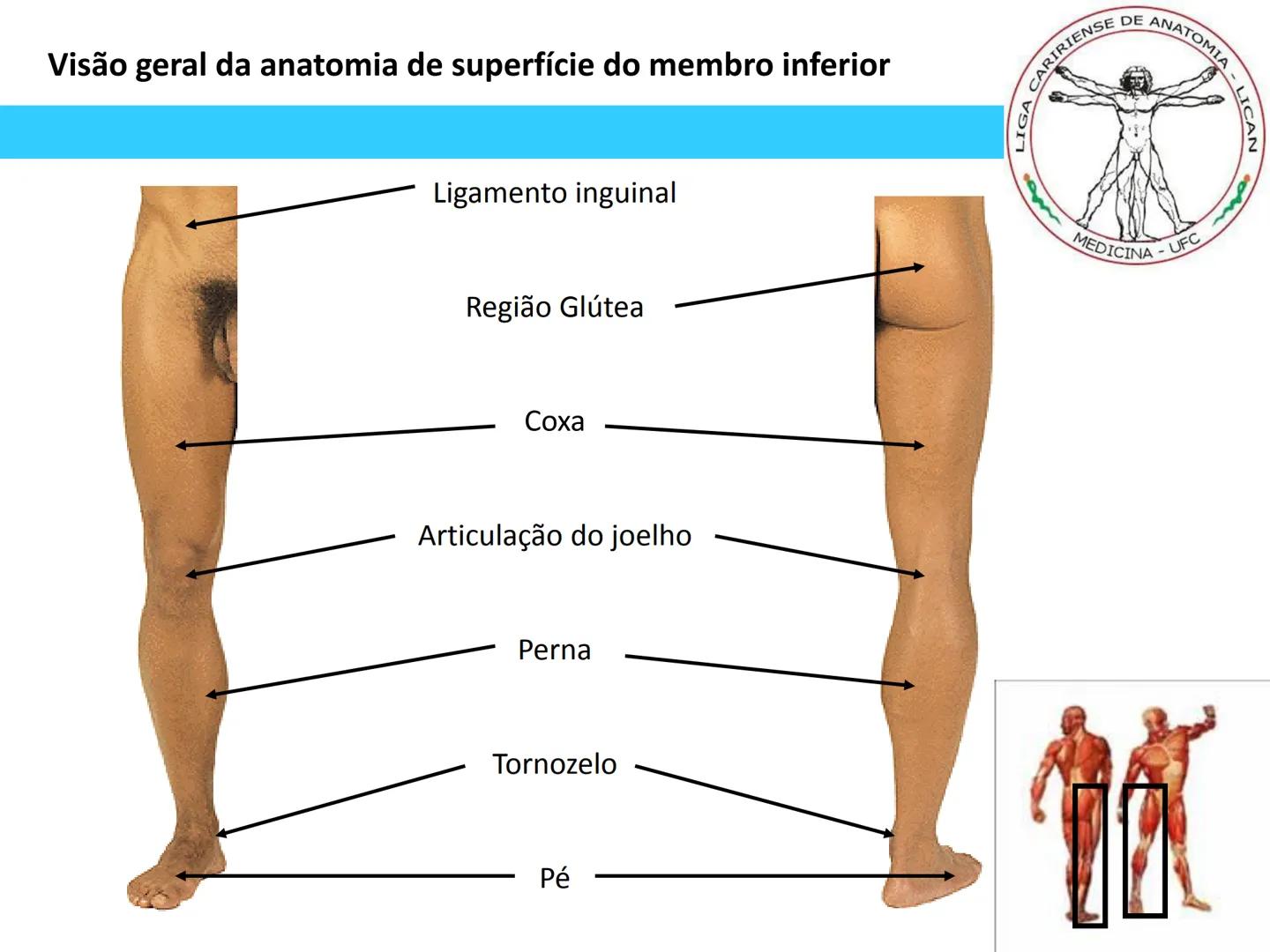 --- OCR Start ---
Conteúdos a serem estudados neste
ano.
• Sistema Muscular
• Componentes da Aptidão Física Relacionada à Saúde
• Sistema Ca