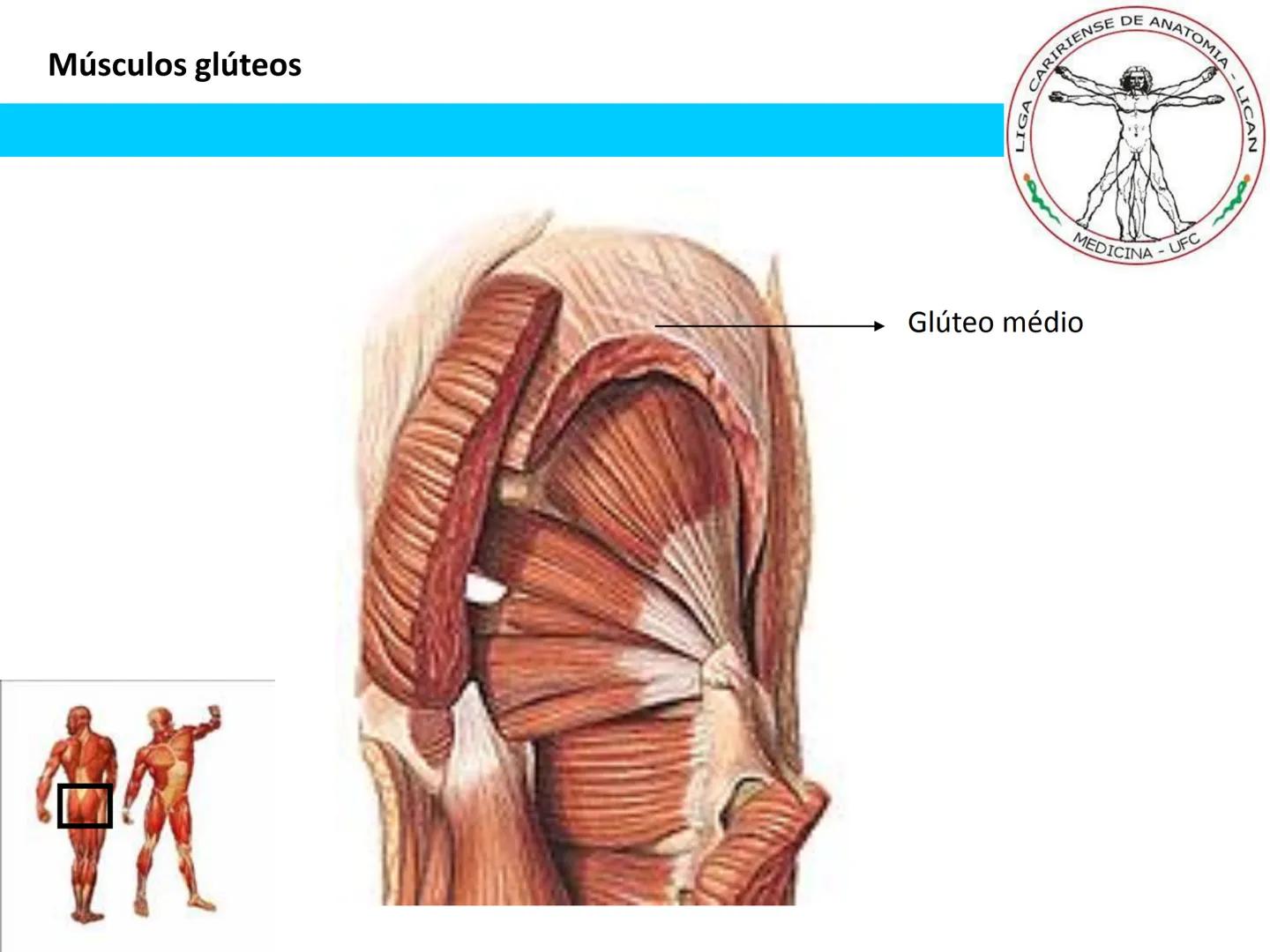 --- OCR Start ---
Conteúdos a serem estudados neste
ano.
• Sistema Muscular
• Componentes da Aptidão Física Relacionada à Saúde
• Sistema Ca