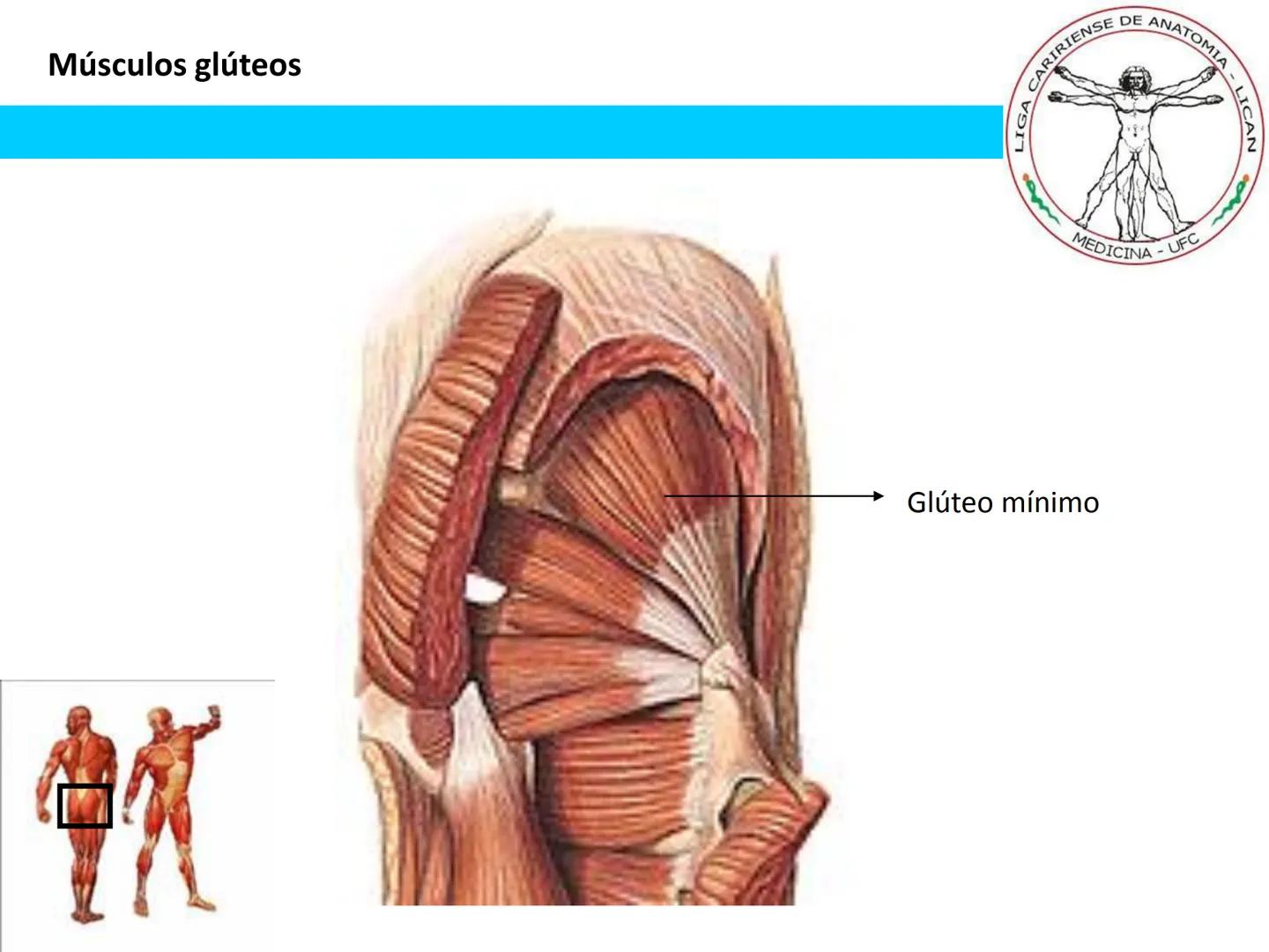 --- OCR Start ---
Conteúdos a serem estudados neste
ano.
• Sistema Muscular
• Componentes da Aptidão Física Relacionada à Saúde
• Sistema Ca