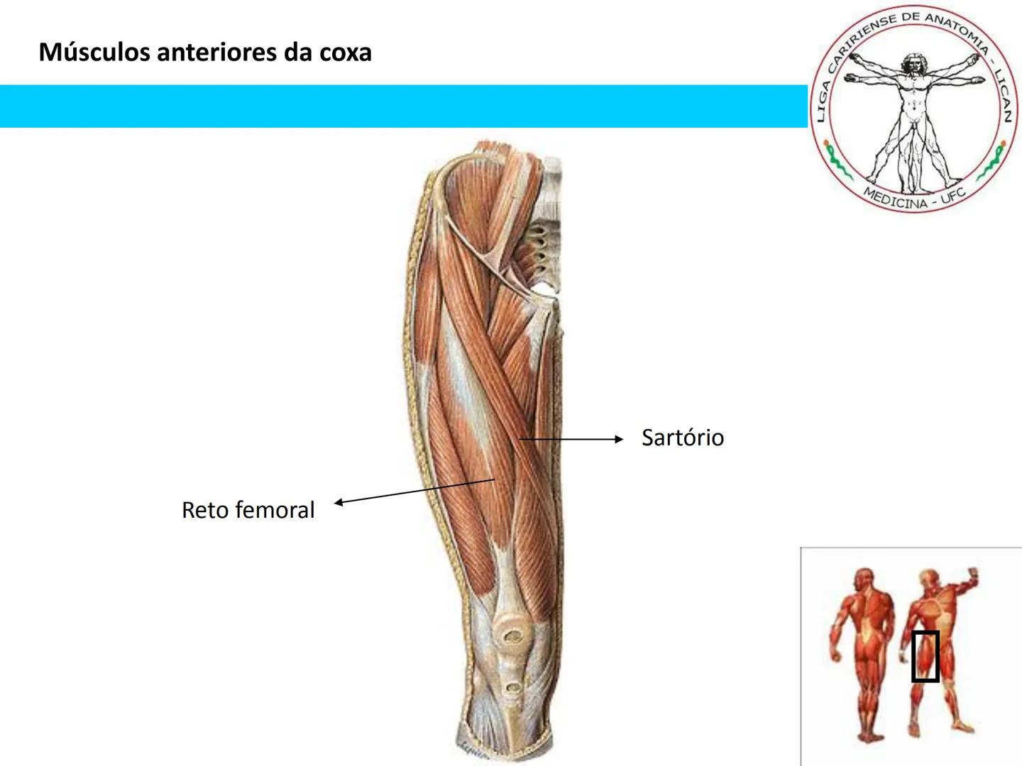--- OCR Start ---
Conteúdos a serem estudados neste
ano.
• Sistema Muscular
• Componentes da Aptidão Física Relacionada à Saúde
• Sistema Ca