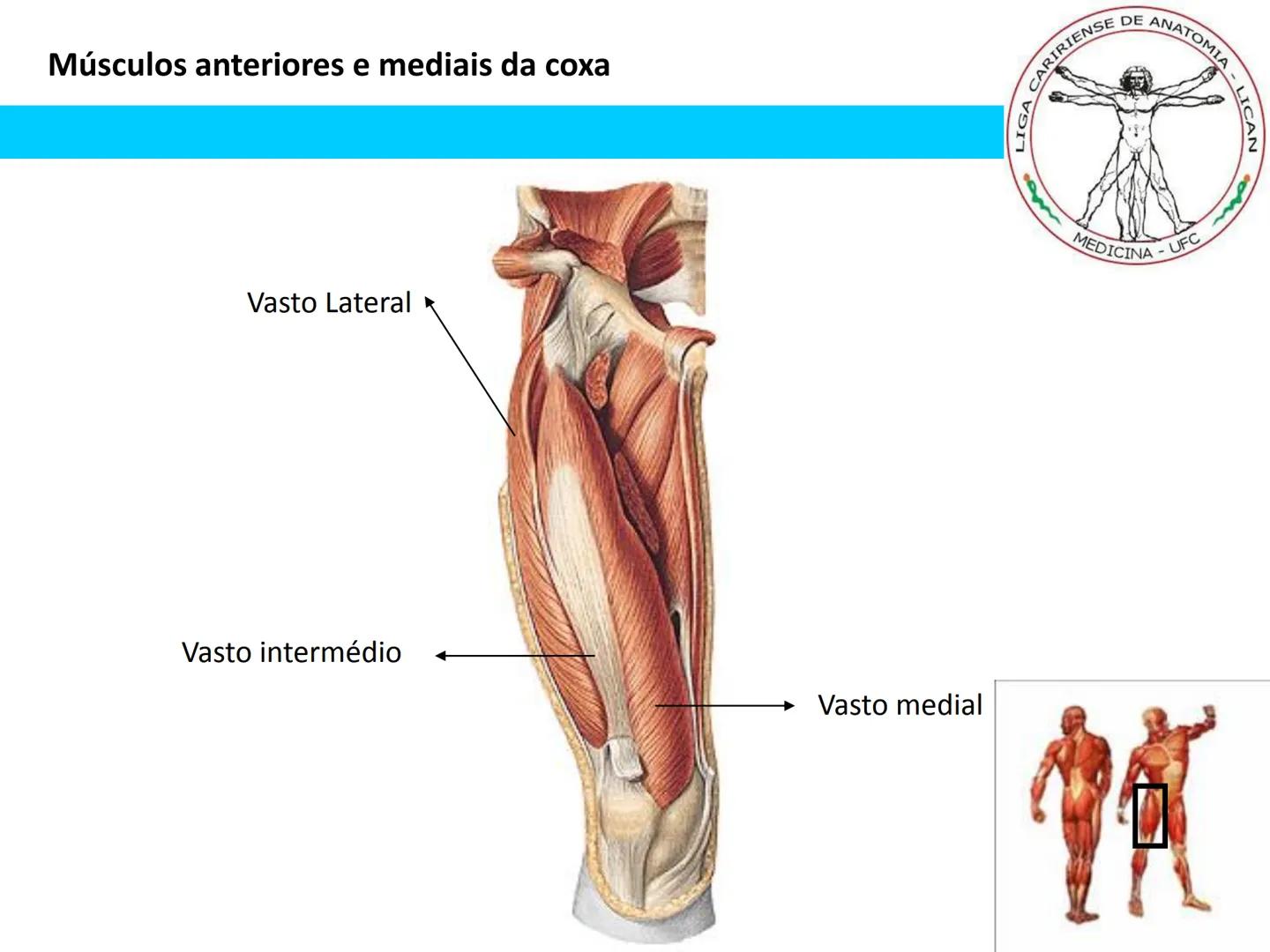--- OCR Start ---
Conteúdos a serem estudados neste
ano.
• Sistema Muscular
• Componentes da Aptidão Física Relacionada à Saúde
• Sistema Ca