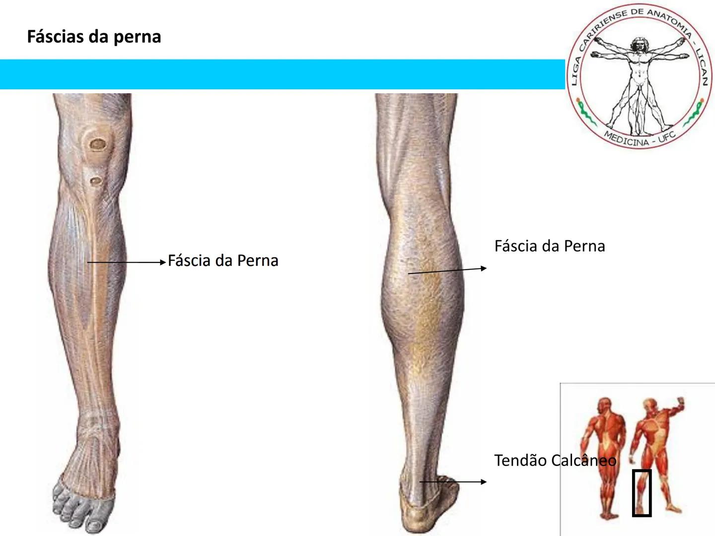 --- OCR Start ---
Conteúdos a serem estudados neste
ano.
• Sistema Muscular
• Componentes da Aptidão Física Relacionada à Saúde
• Sistema Ca