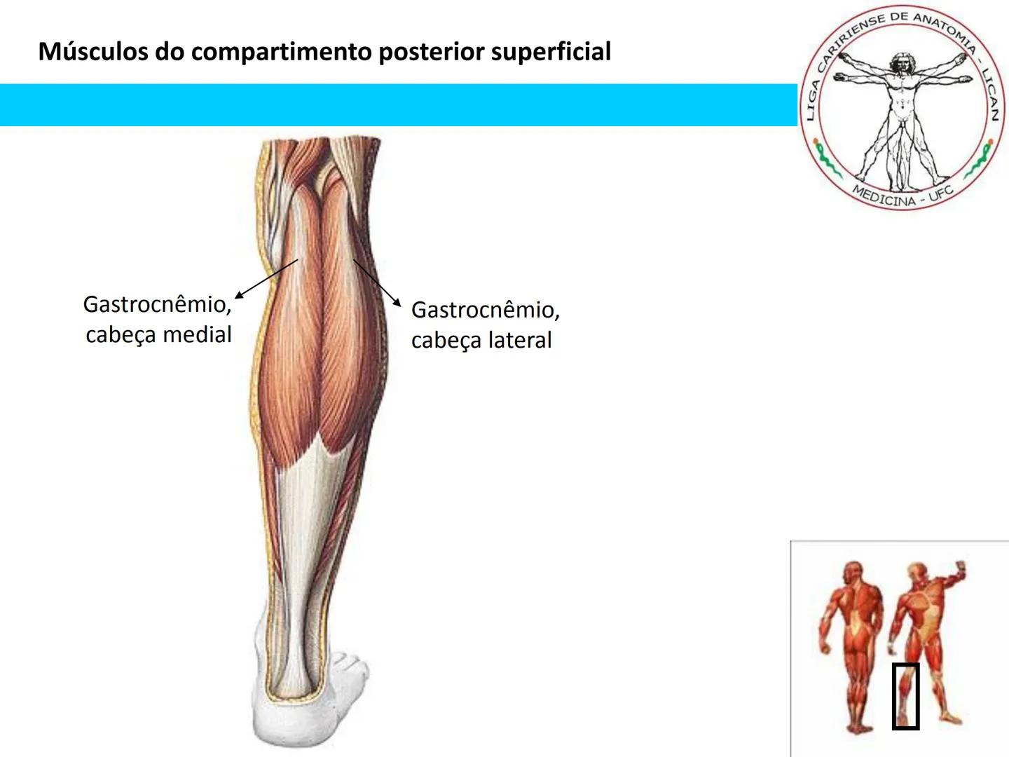 --- OCR Start ---
Conteúdos a serem estudados neste
ano.
• Sistema Muscular
• Componentes da Aptidão Física Relacionada à Saúde
• Sistema Ca