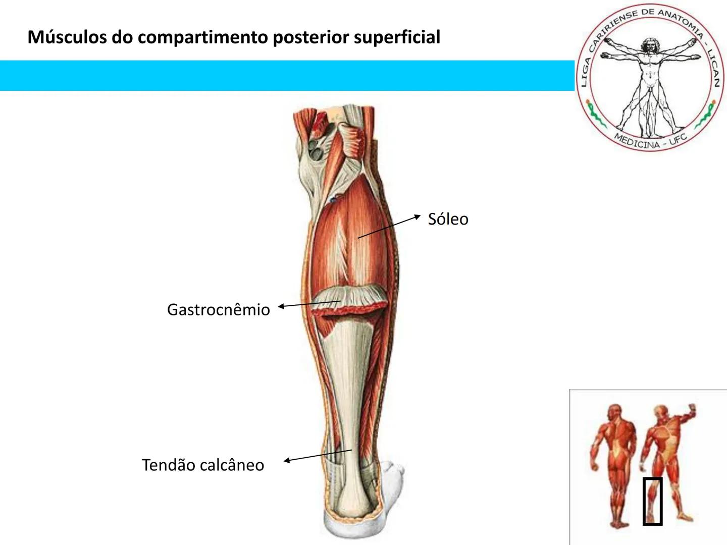 --- OCR Start ---
Conteúdos a serem estudados neste
ano.
• Sistema Muscular
• Componentes da Aptidão Física Relacionada à Saúde
• Sistema Ca