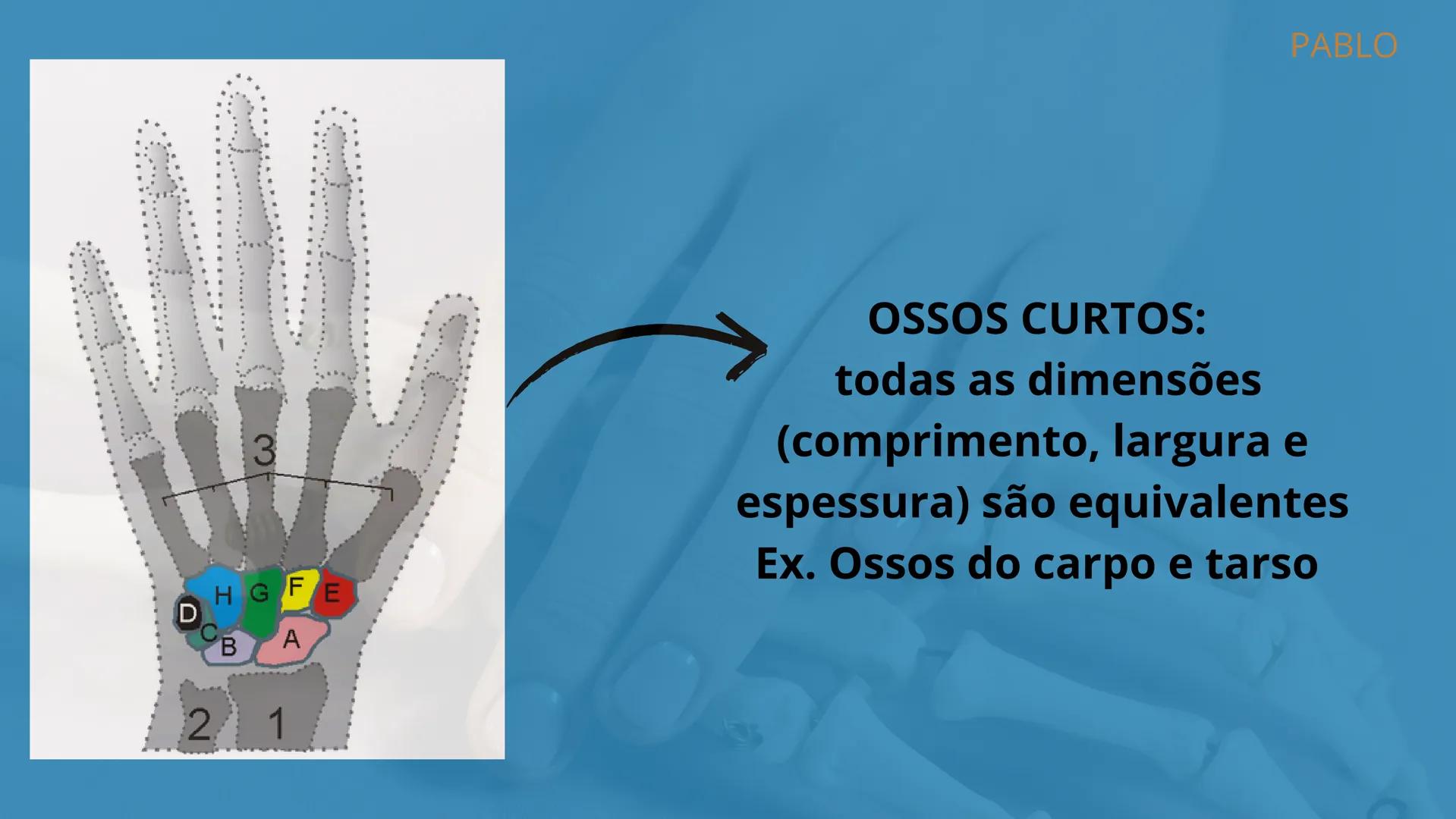 # SISTEMA
ESQUELÉTICO
2º ANO A - ENFERMAGEM
PLÁCIDO LUIZ; MARIA LUIZA; PABLO WEYNE;
LUIZ EDUARDO; PEDRO BATISTA. # INTRODUÇÃO:
O esquelet