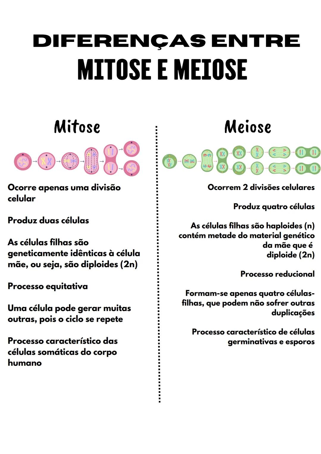# DIFERENÇAS ENTRE
# MITOSE E MEIOSE
## Mitose
8800-00
仲介
Ocorre apenas uma divisão
celular
Produz duas células
As células filhas são
ge
