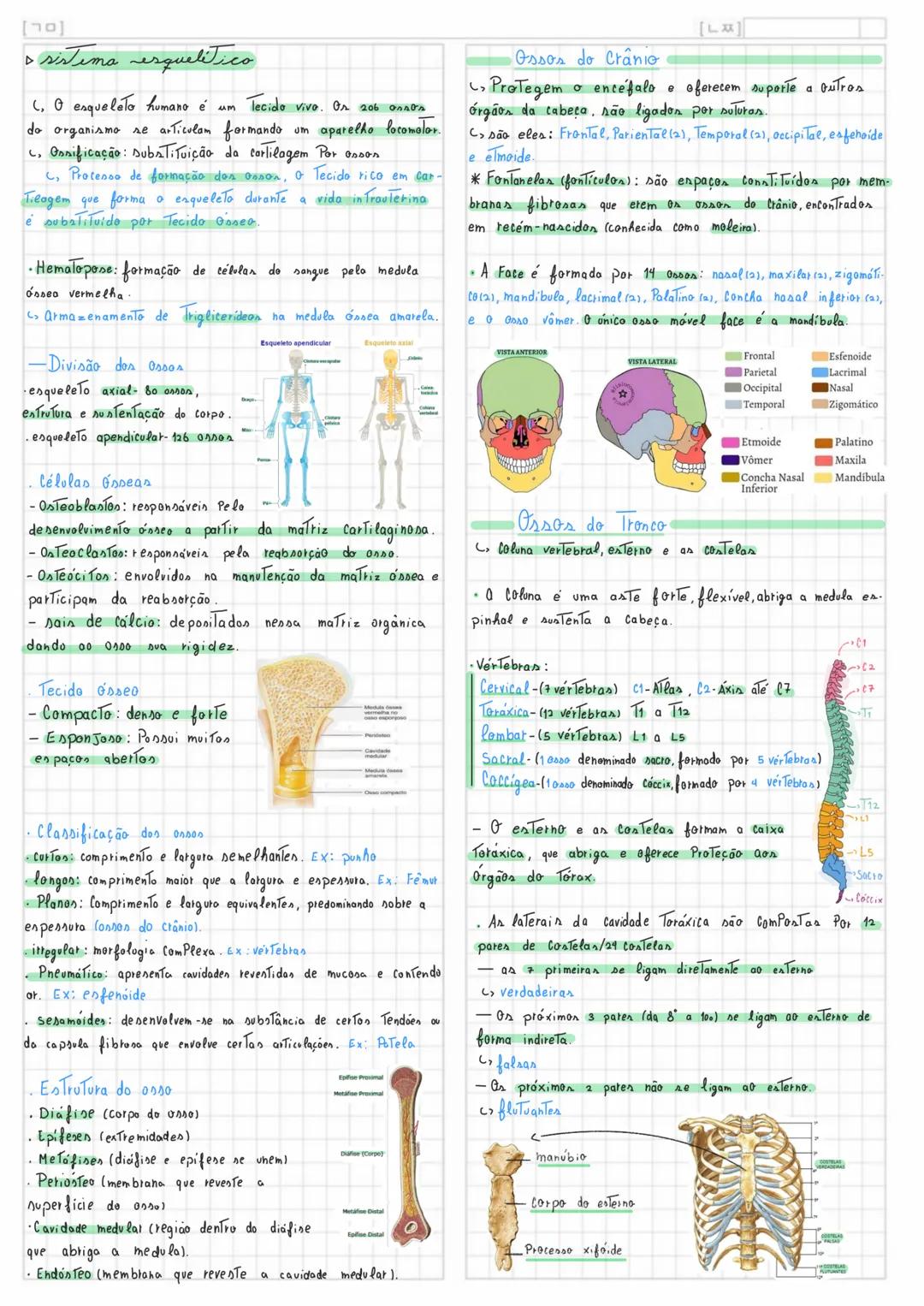 Sistema esquelético