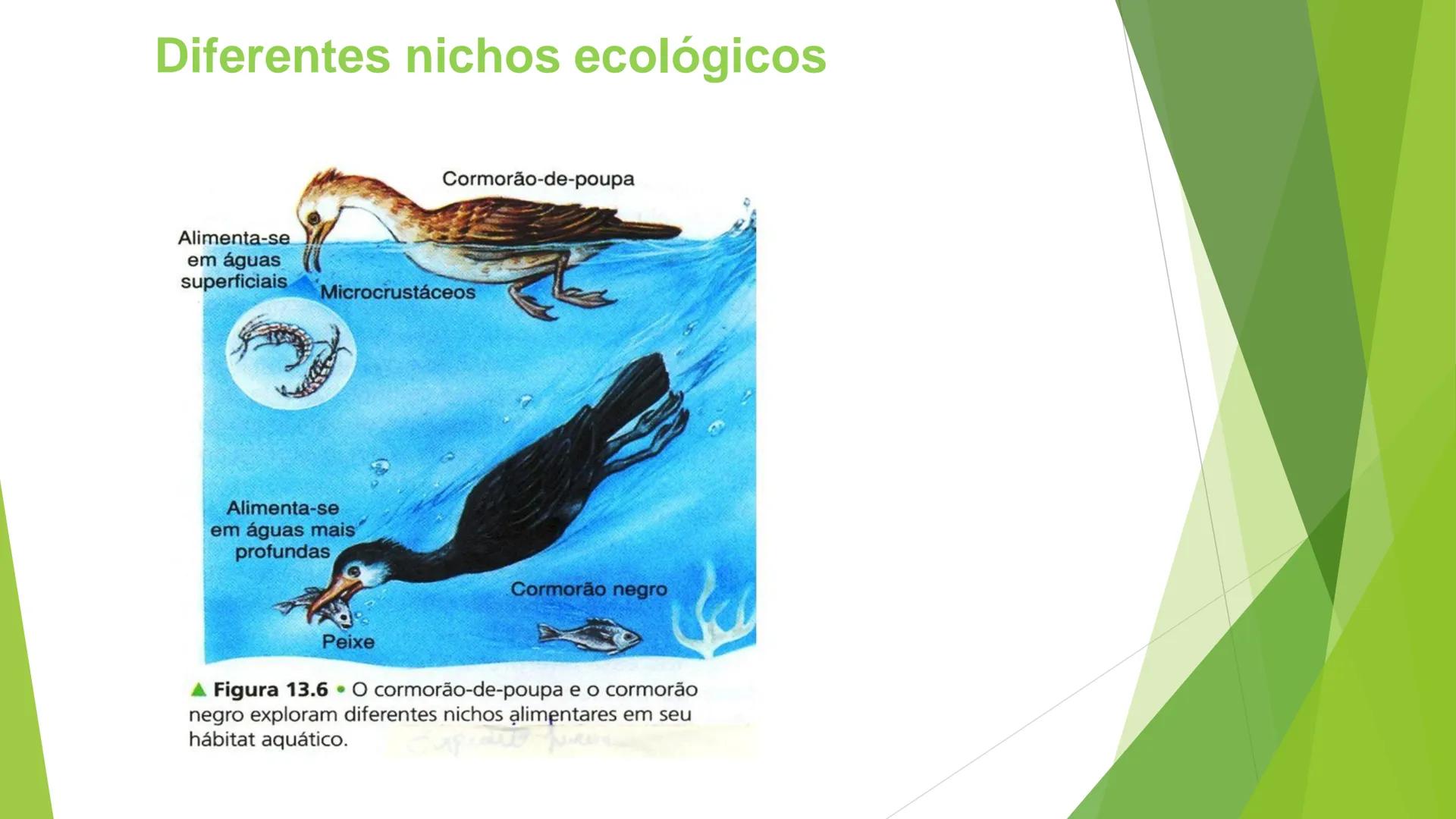 INSTITUTO FEDERAL DE
EDUCAÇÃO, CIÊNCIA E TECNOLOGIA
PARAÍBA
Campus Santa Rita
Fundamentos
de Ecologia
PROFA. FABIANA BEZERRA MARINHO • Vem d