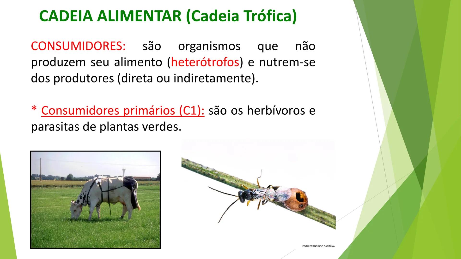 INSTITUTO FEDERAL DE
EDUCAÇÃO, CIÊNCIA E TECNOLOGIA
PARAÍBA
Campus Santa Rita
Fundamentos
de Ecologia
PROFA. FABIANA BEZERRA MARINHO • Vem d
